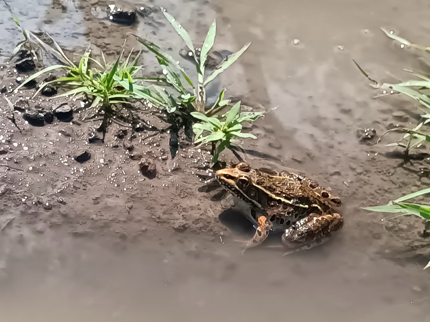 Secretaría - Acabas de toparte con la Rana Leopardo (Rana berlandieri)🐸 ...