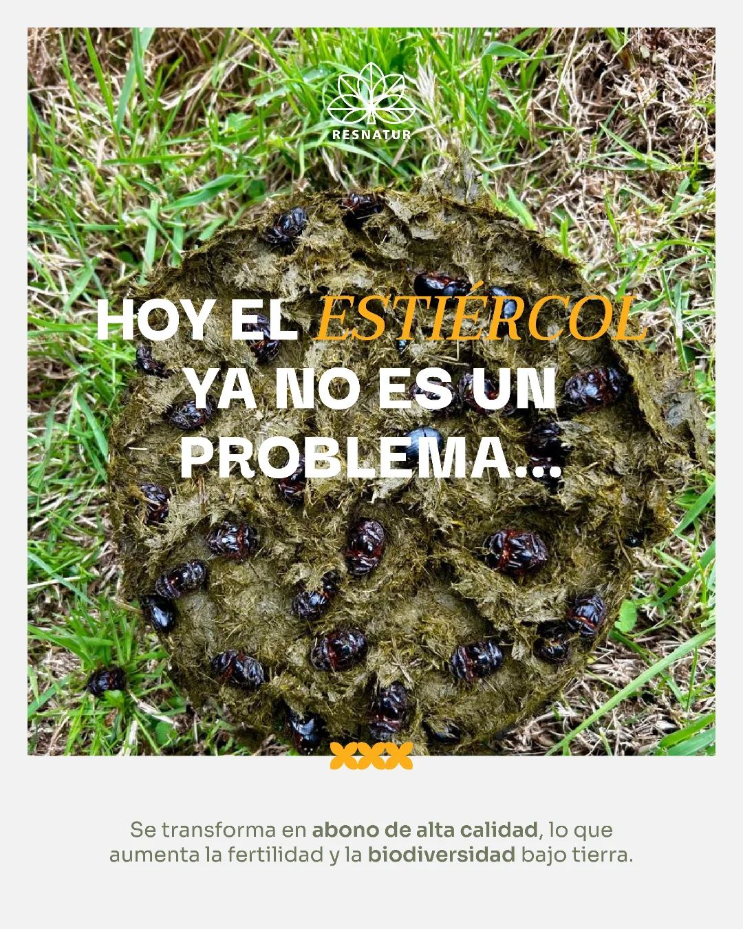 💩 ¿Sabías que los escarabajos coprófagos son aliados de la salud del ...