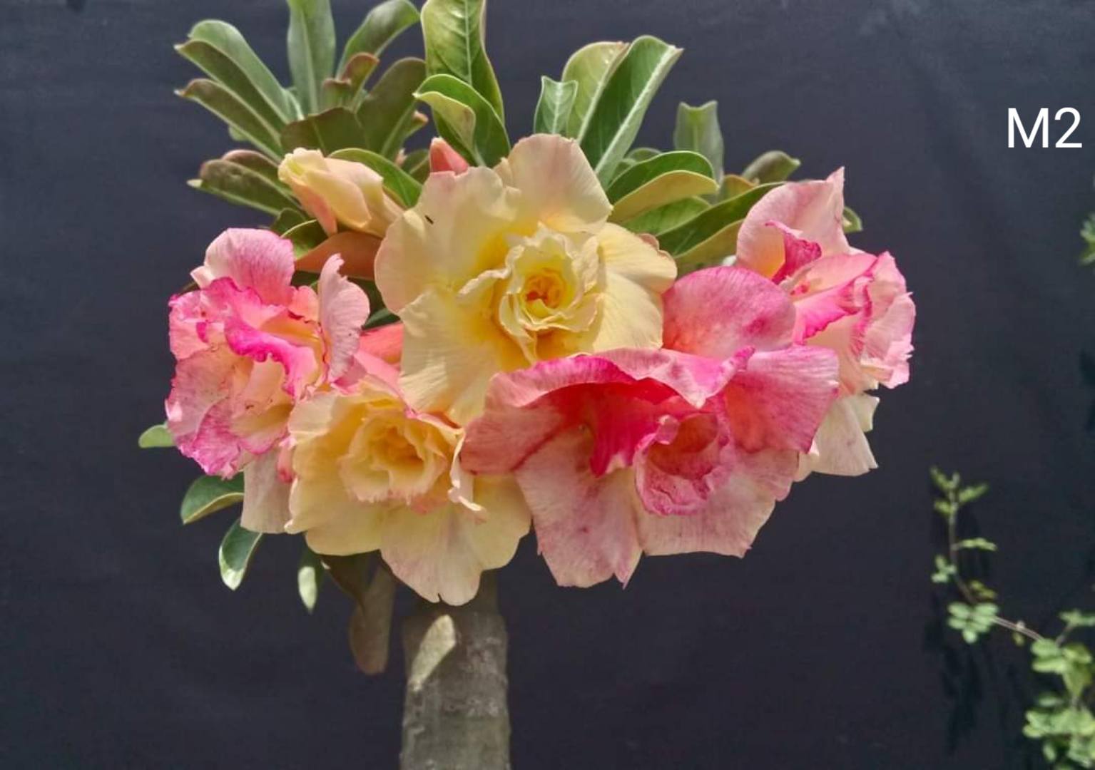 Rajshahi Adenium Garden