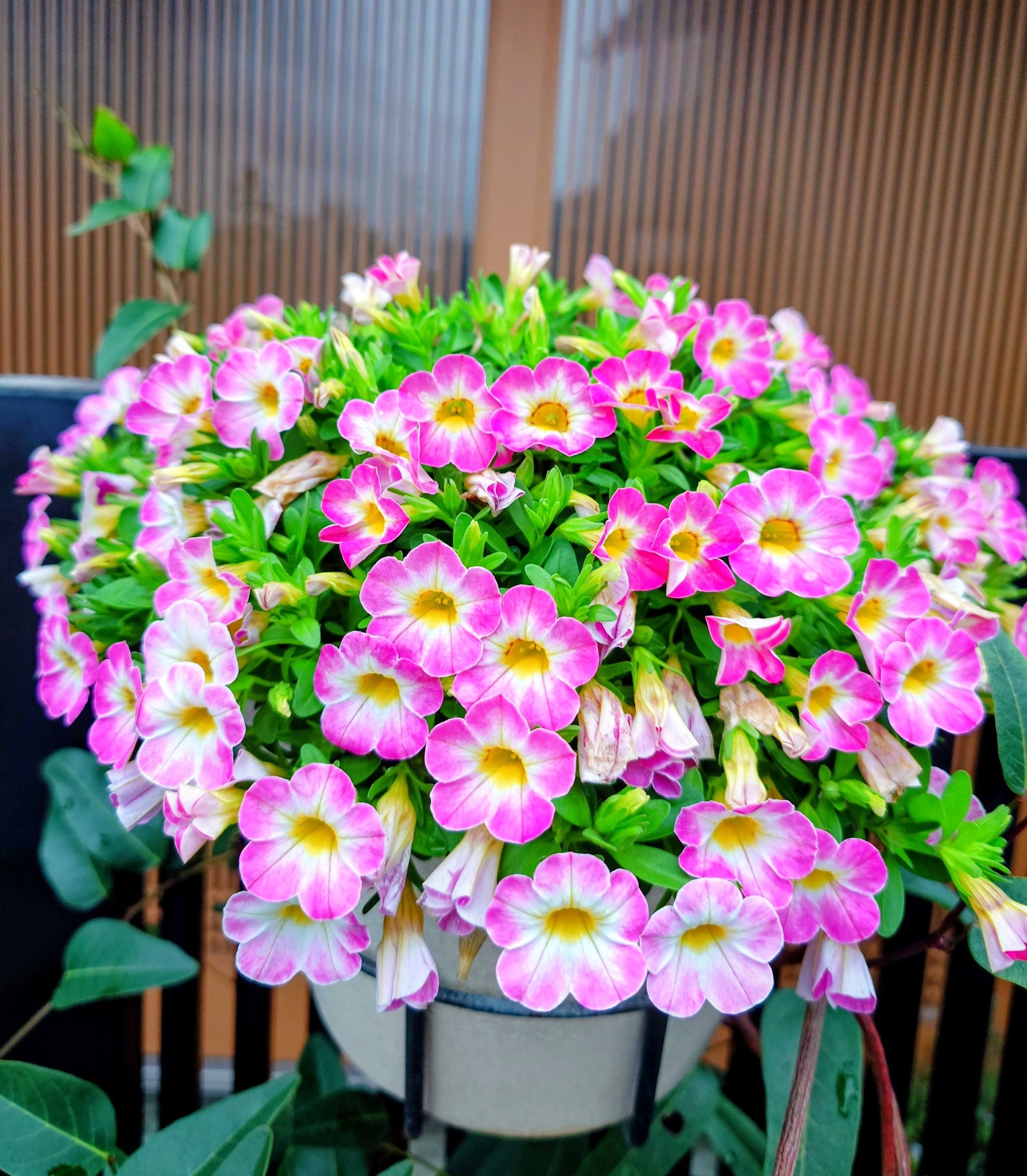 ?✨??カリブラコア・カメレオン〜花色変化が見どころかなぁ〜♬?☘️