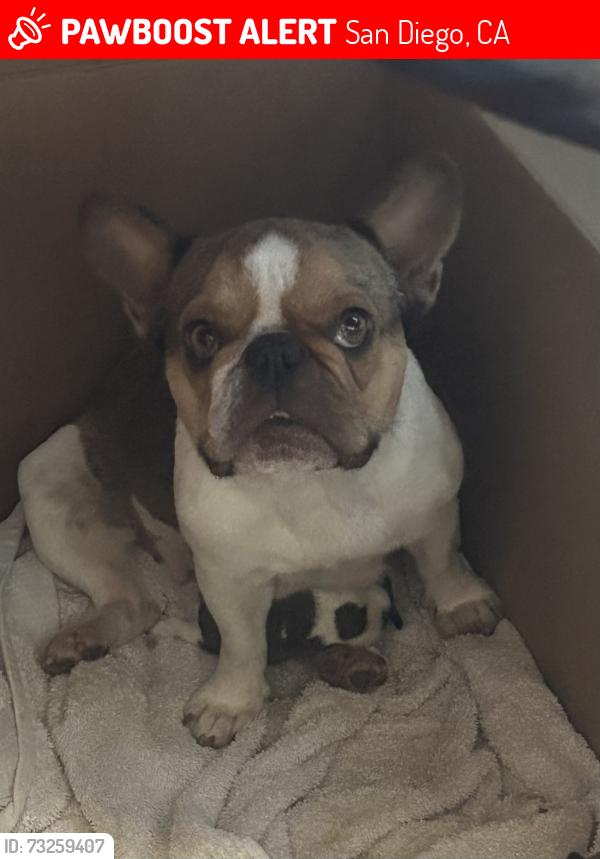 🚨 Missy was LOST YESTERDAY in San Diego, CA 92114 near Dr. Martin