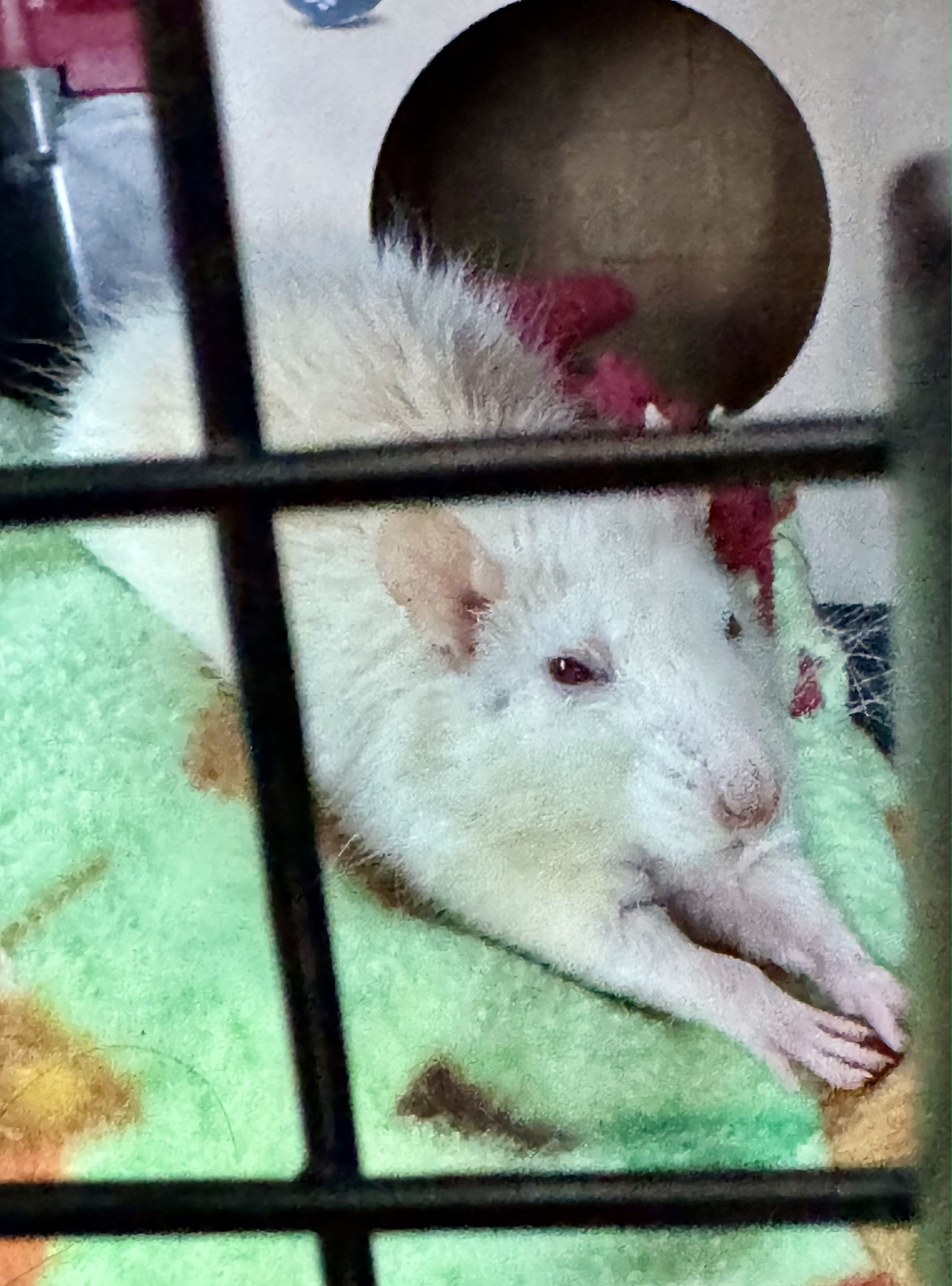 Gwen's Managed Mischief Rat Rescue & Refuge | San Antonio TX