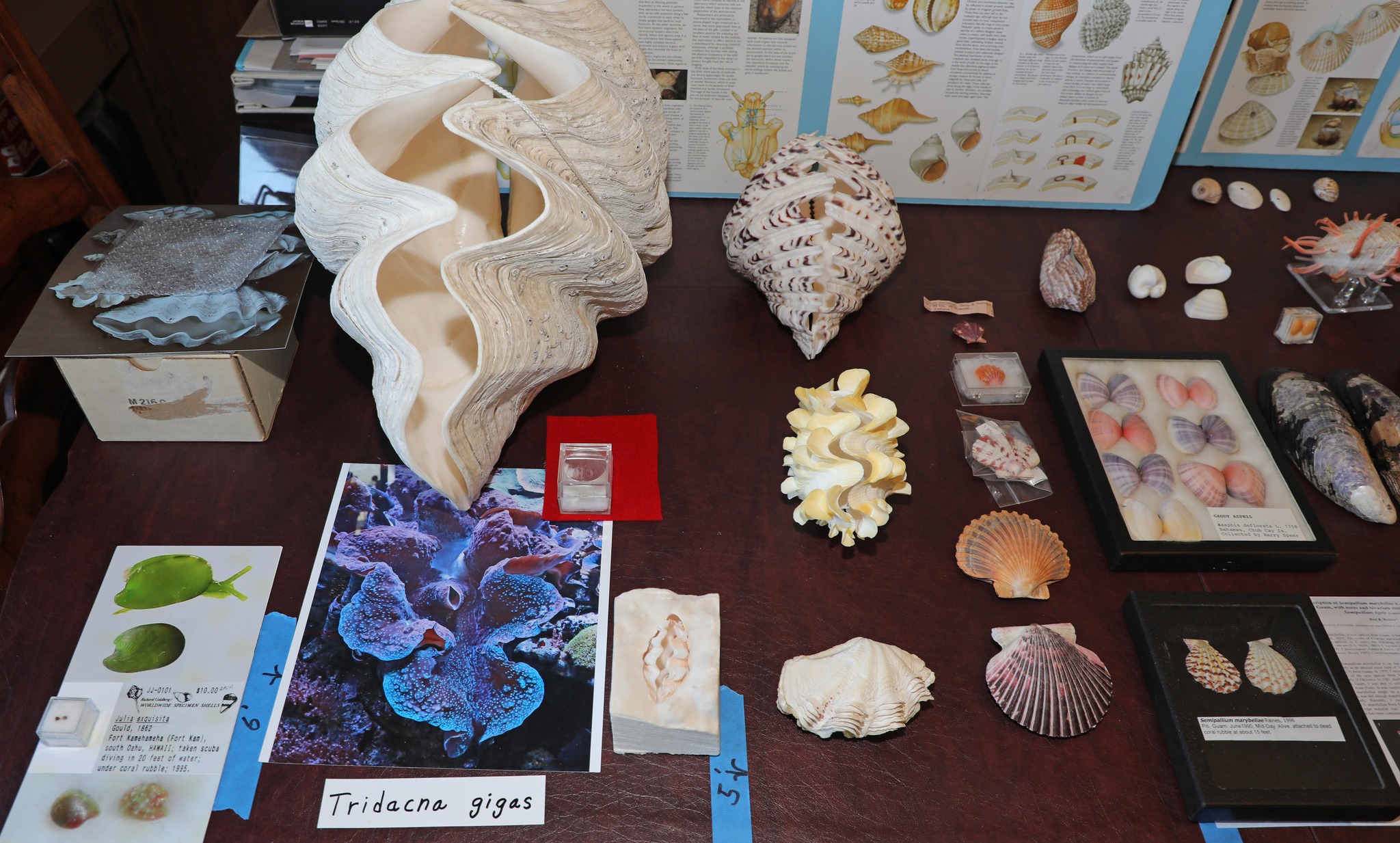 Burr Shells
