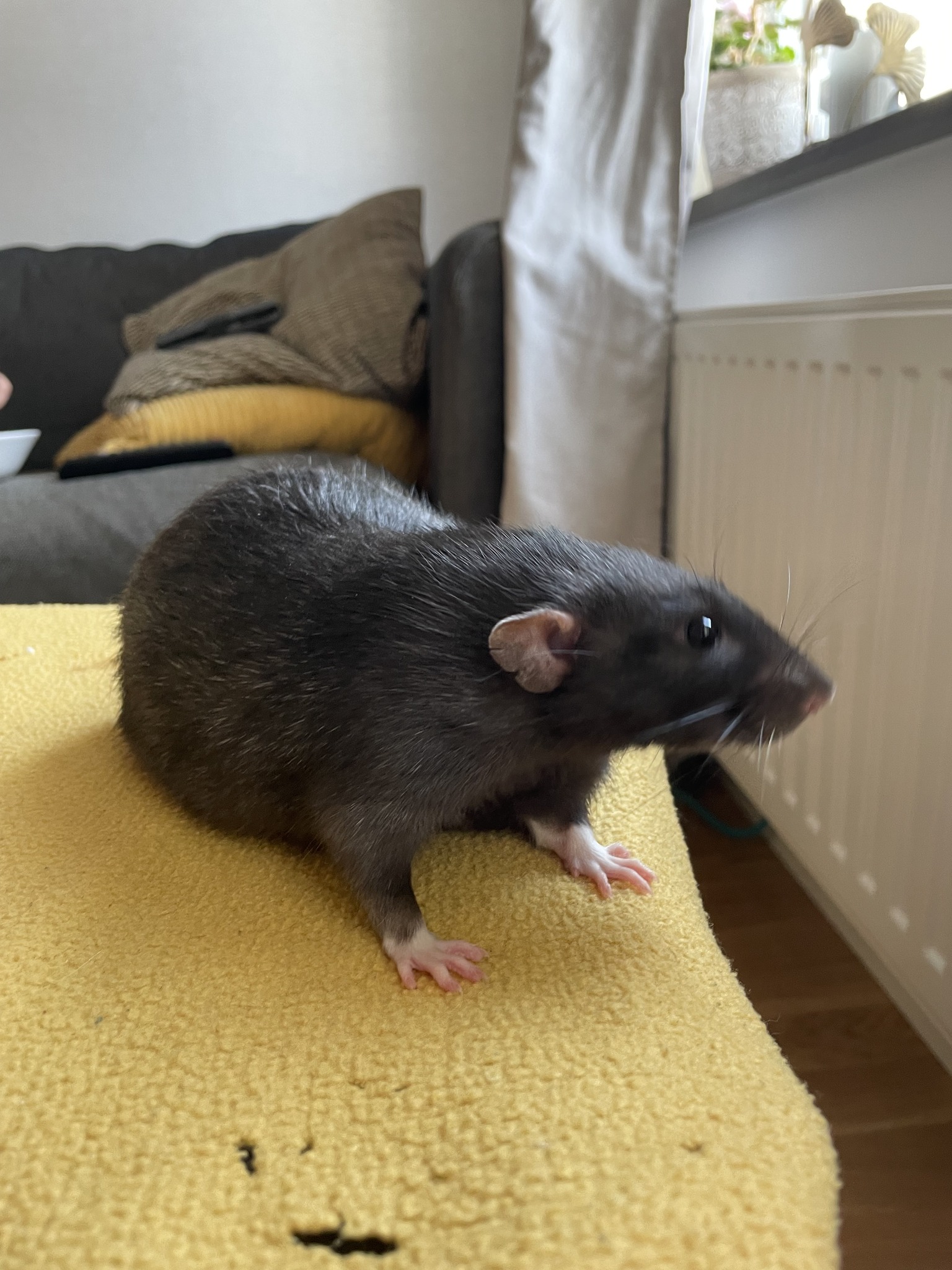 Candyland Rats | Gnesta