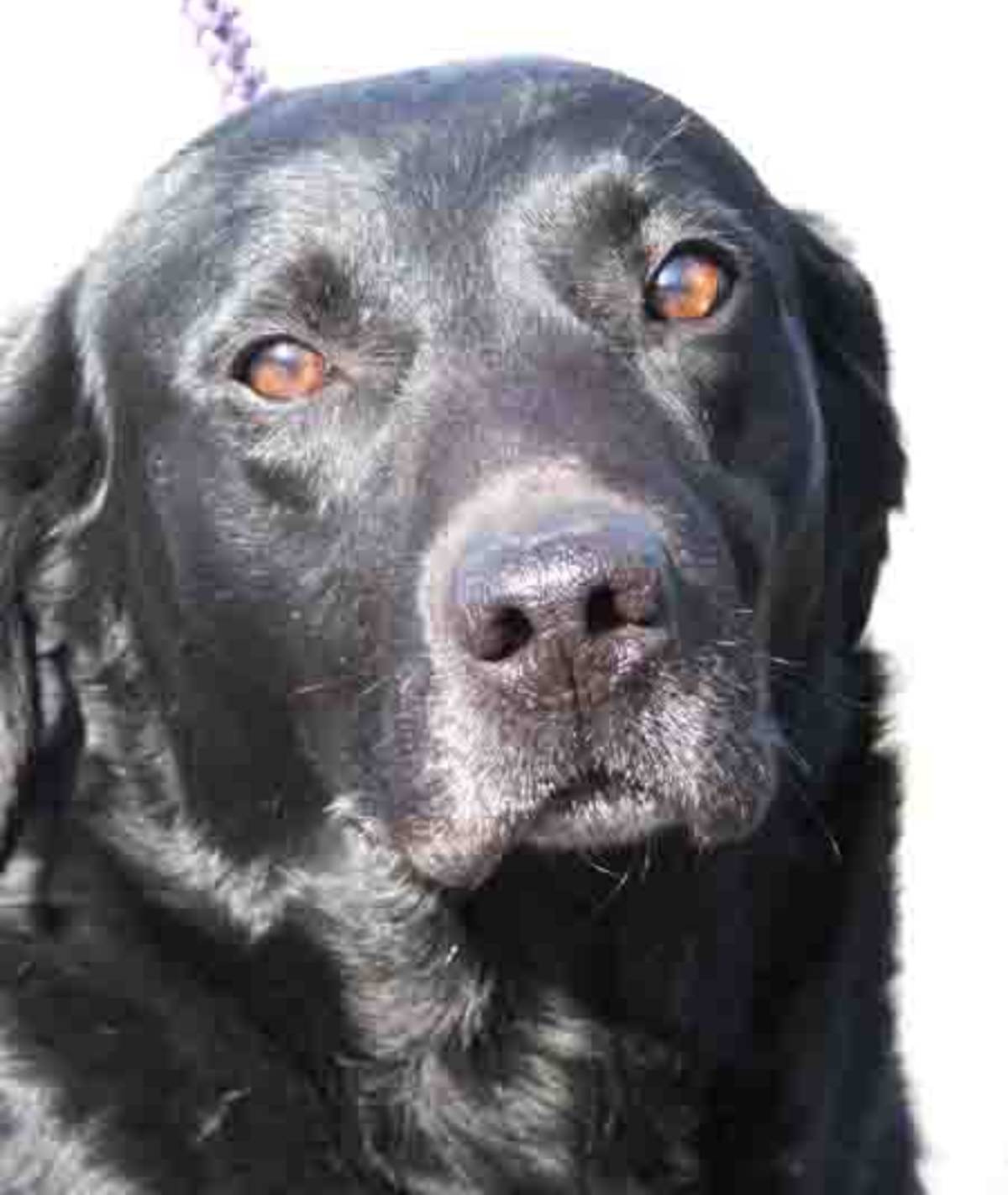 Saddled - Four years ago, we adopted a stray male black Labrador that ...