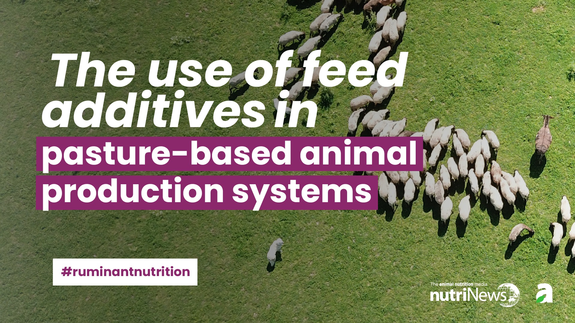 NutriNews - 🔬 Can feed additives improve pasture-based beef production ...