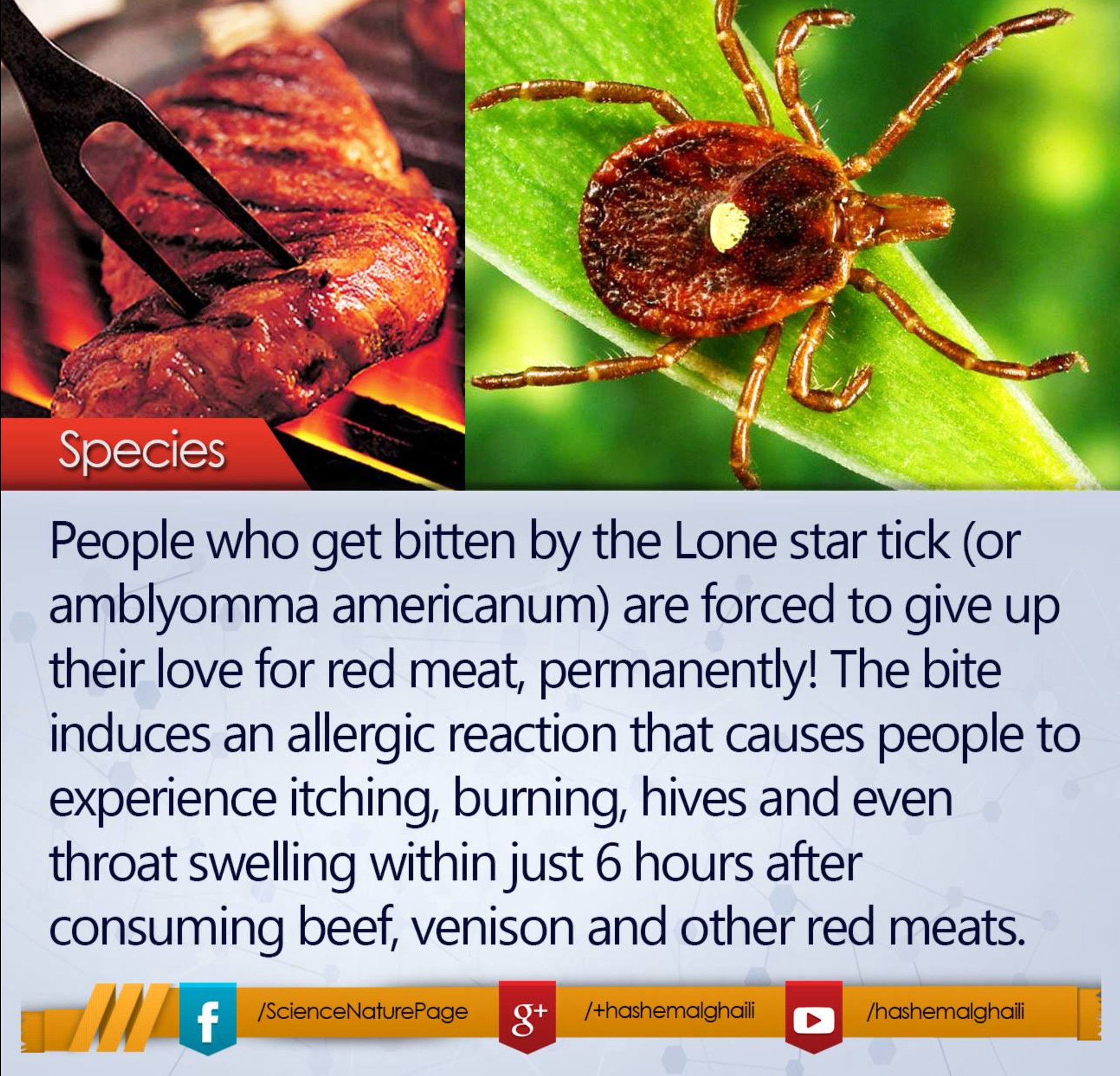 l carnitina im alergy to beef Be careful out there. The allergy red meat after a bite from a lone star tick is known as alpha gal syndrome Flavor:Miami Cocktail