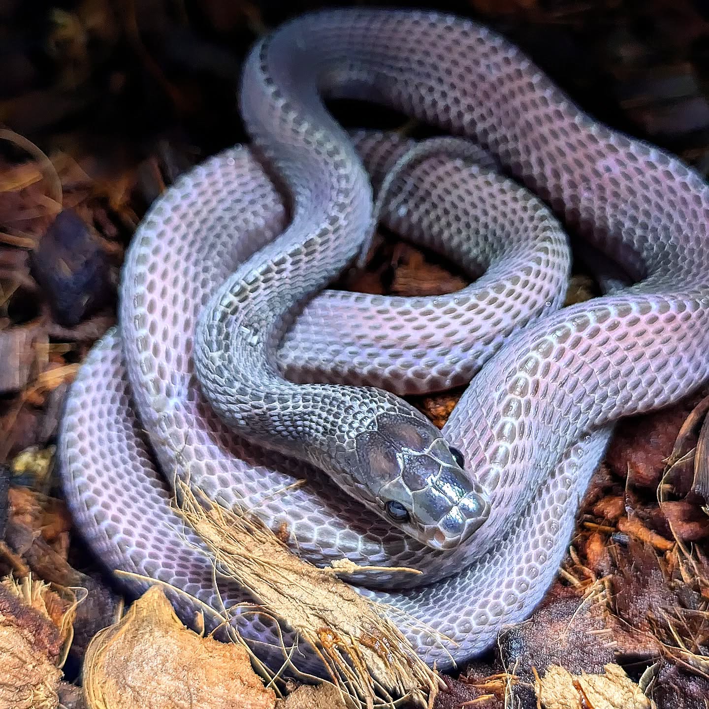In love with the phenomenal purple colors of this African file