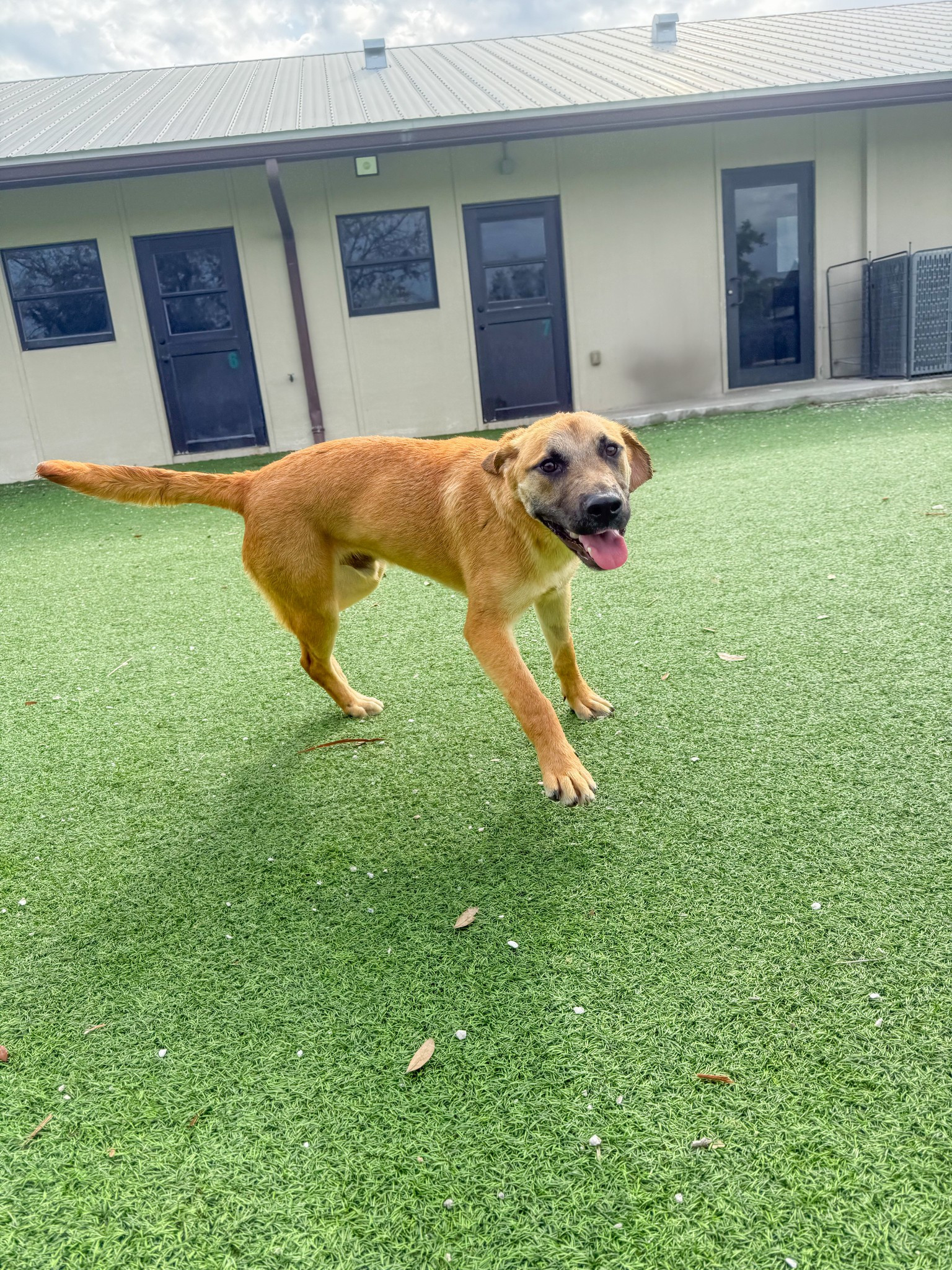 Big Dog Ranch Rescue | Loxahatchee FL