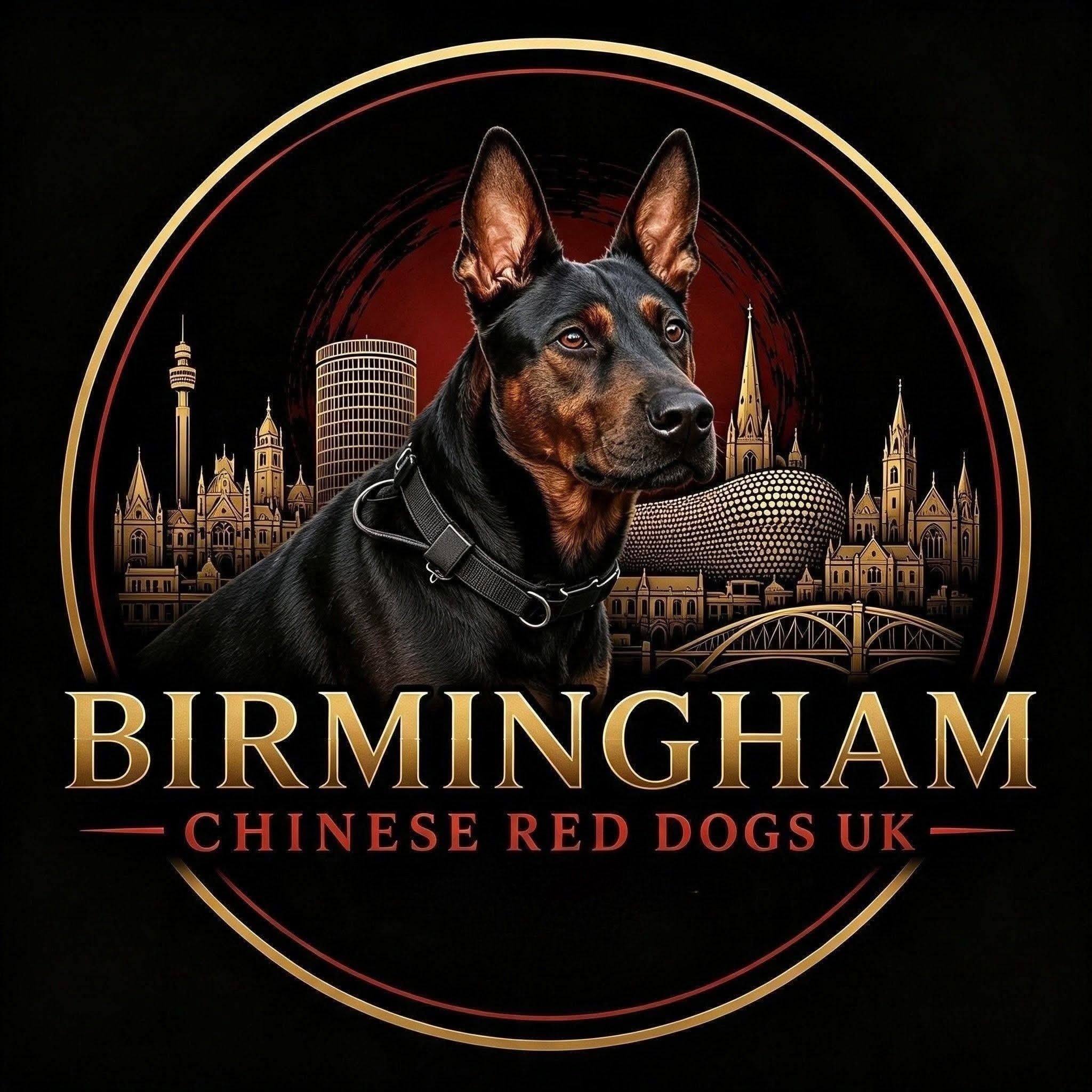 Laizhou Hong Dogs WorldWide - Chinese Red Dogs | Exciting news from ...