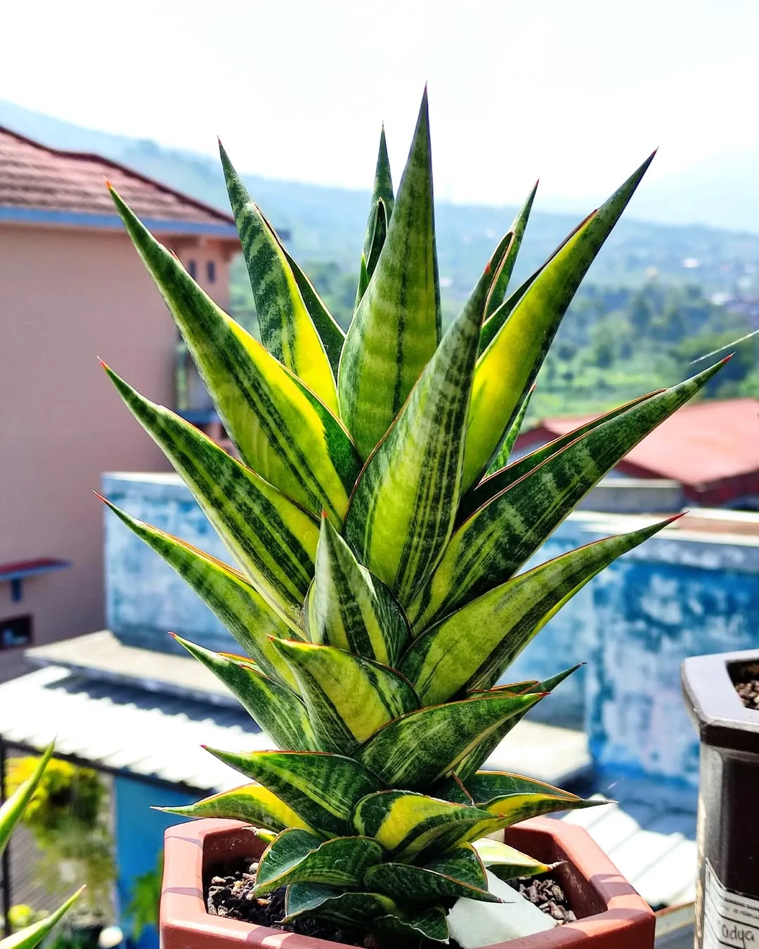 Sansevieria Super Star x Suffruticosa Variegated. Ready for