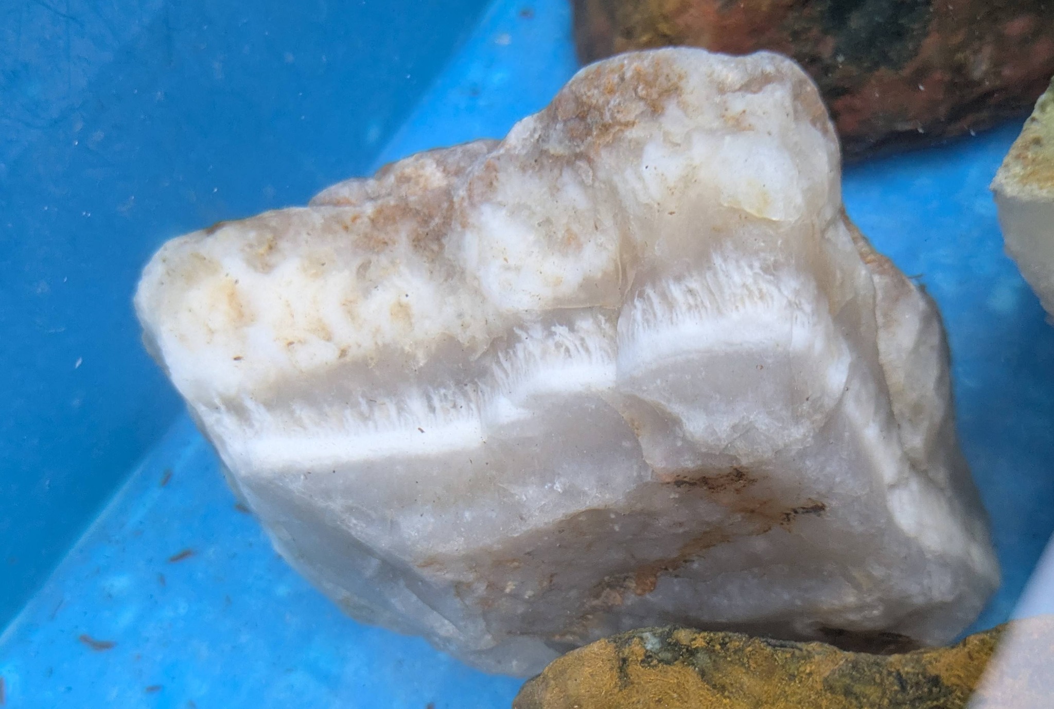 沖縄のなんて海岸か忘れましたが、家に戻って洗ったらサンゴらしきもの