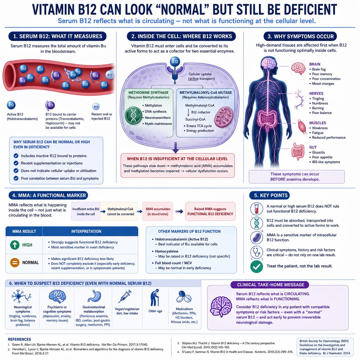 What substance is elevated due to vitamin B12 deficiency?