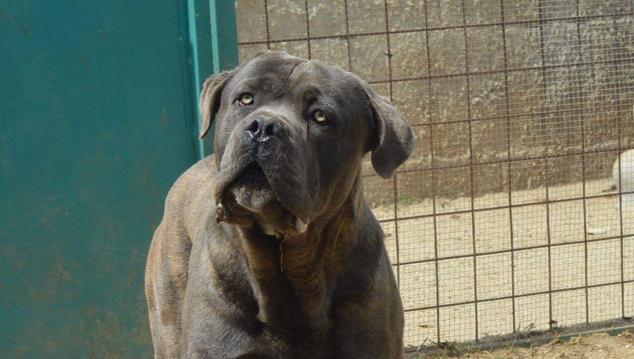 Cane Corso Del Fonamo Home Facebook