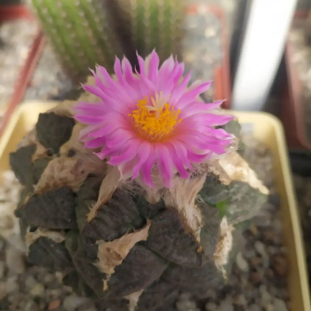 Геннадій Чапала cactusnet