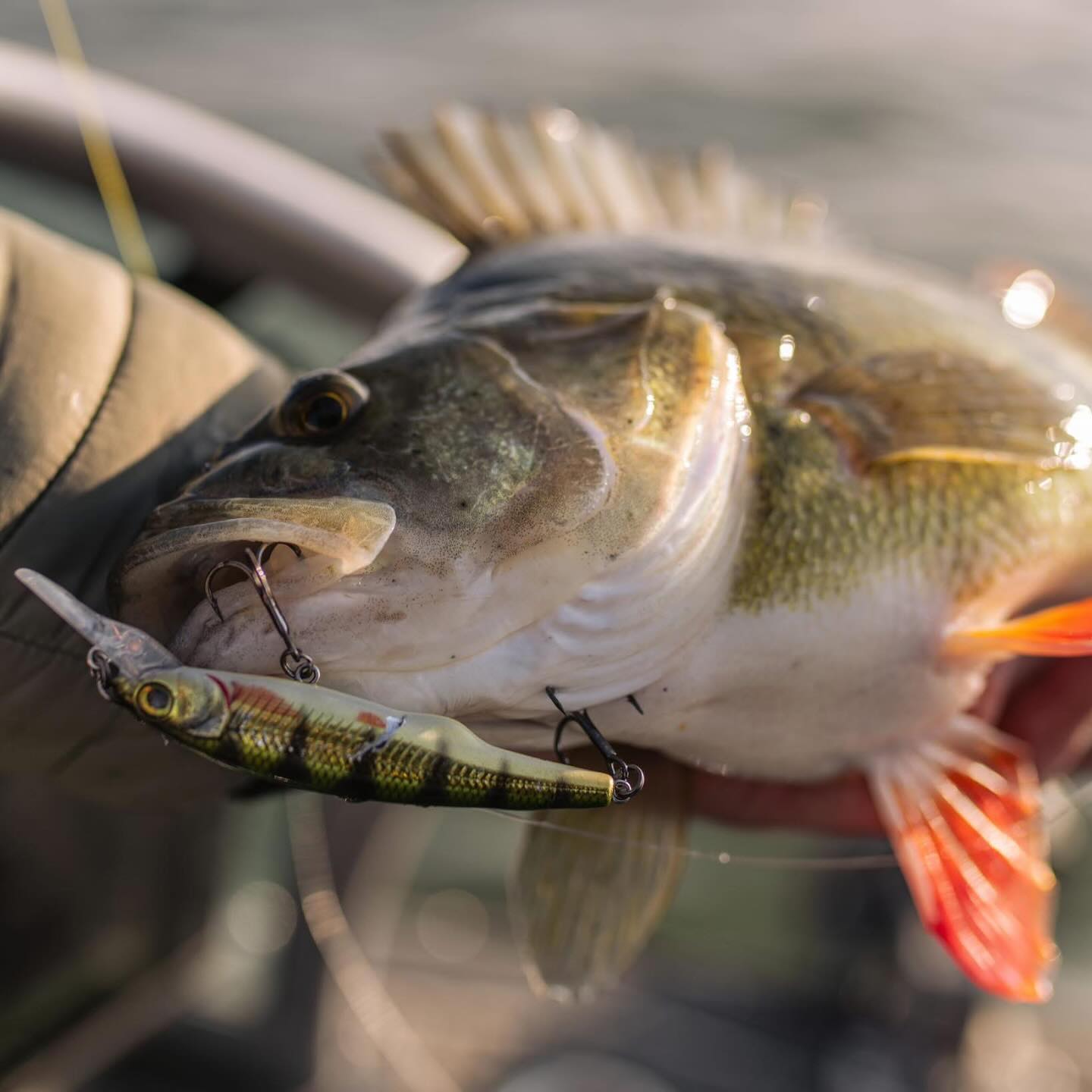 Nap - #GravityTwitch 🎯 The Key to Trophy Perch! 🐟🔥 The Gravity Twitch ...
