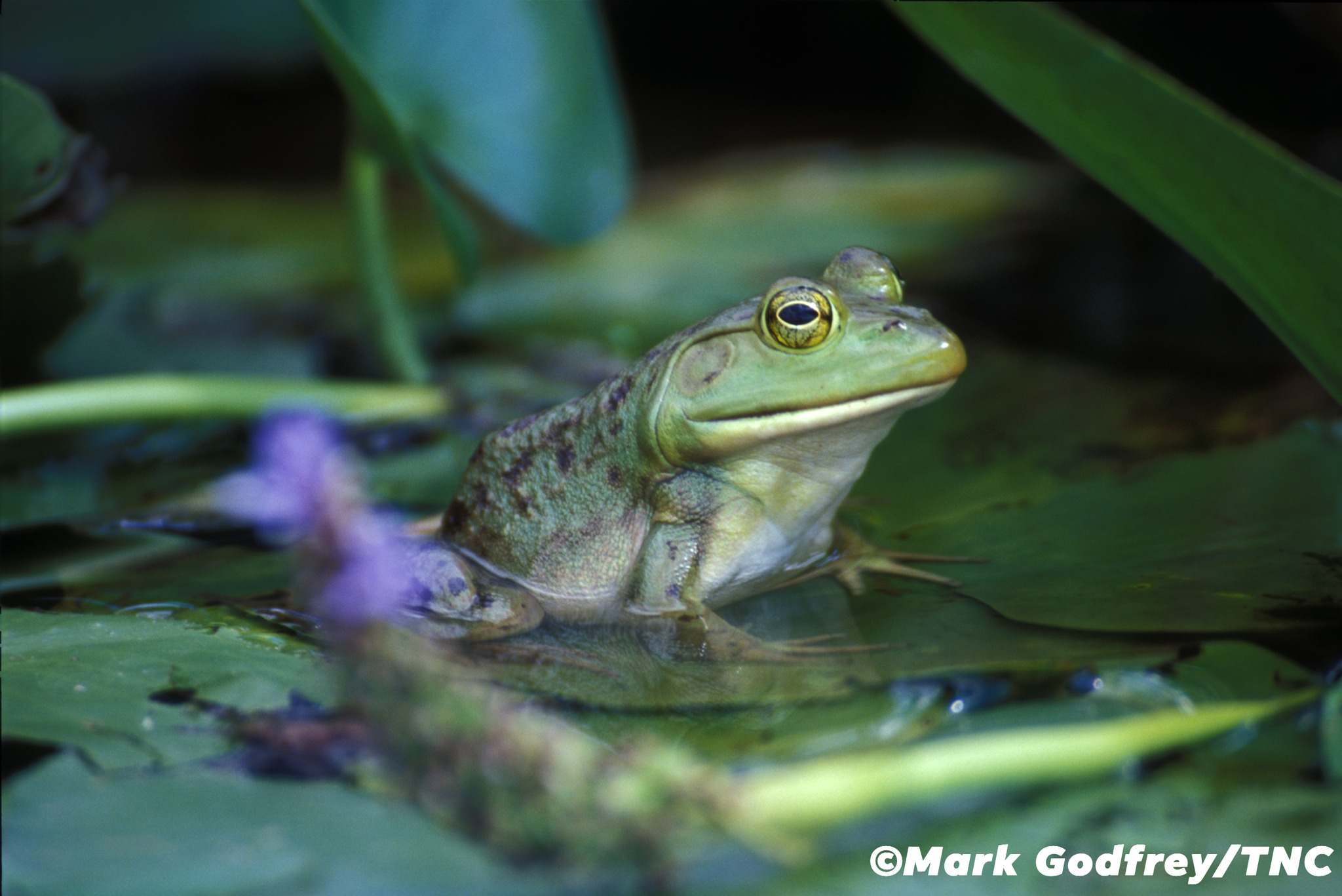 The Nature Conservancy of Kentucky | Lexington KY