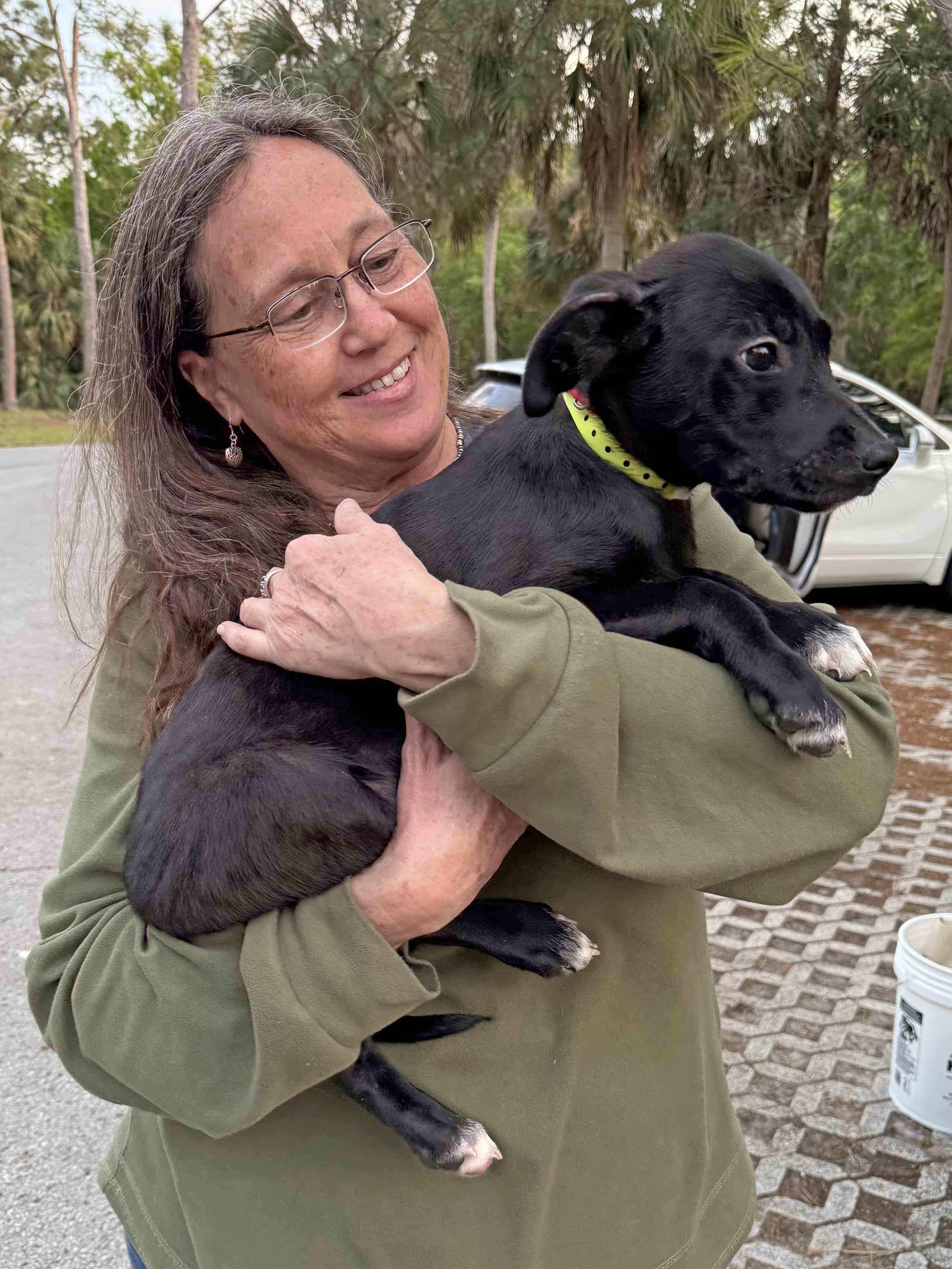 Labrador Retriever Rescue of Florida-District 8 Pasco,Pinellas,Hernando ...