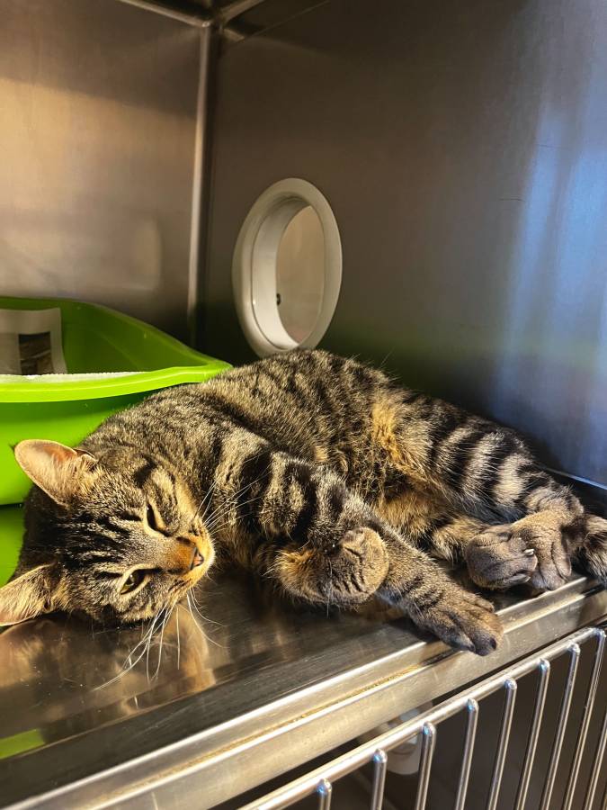 The Humane Society of Western Montana | Missoula MT