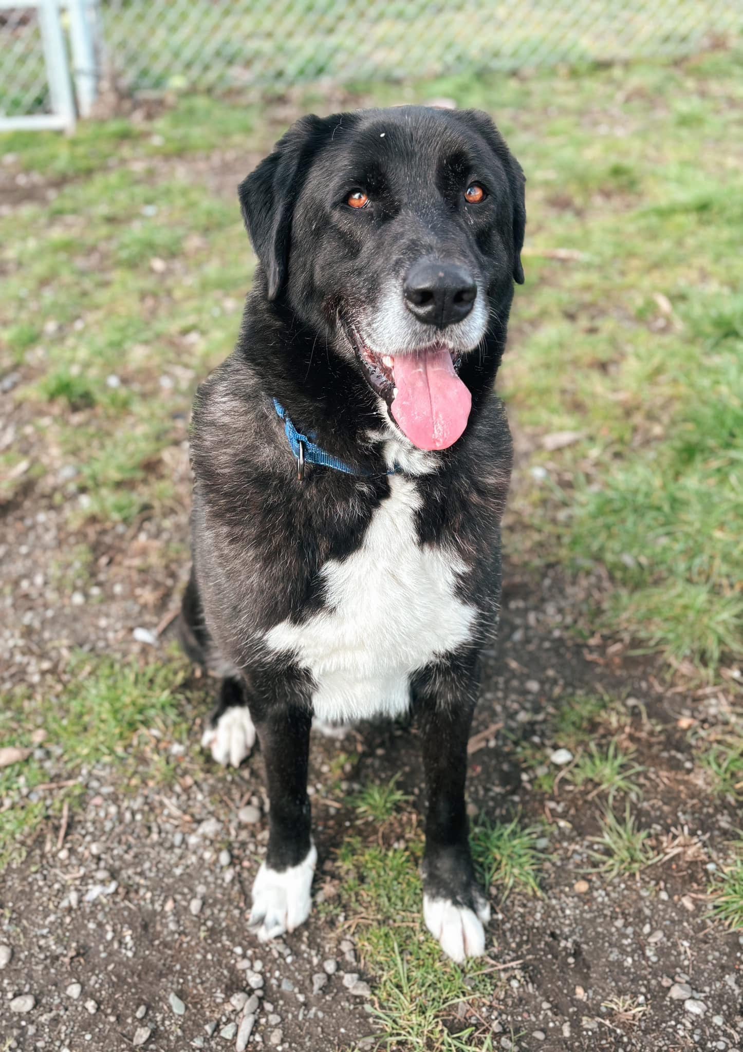 Best HD Pictures about  Humboldt County Animal Shelter Adoption  with No AI Images