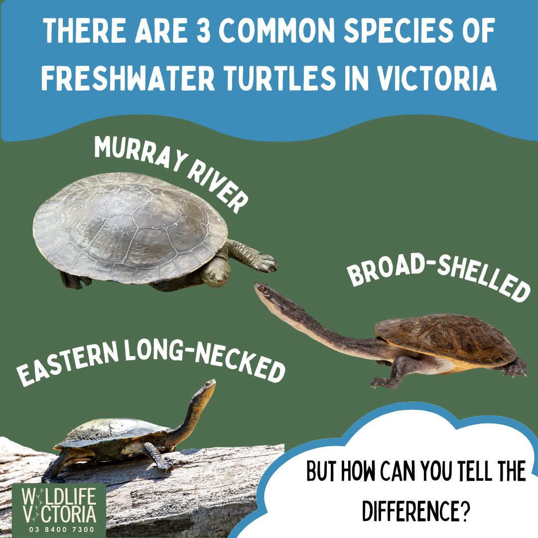 Wildlife Victoria