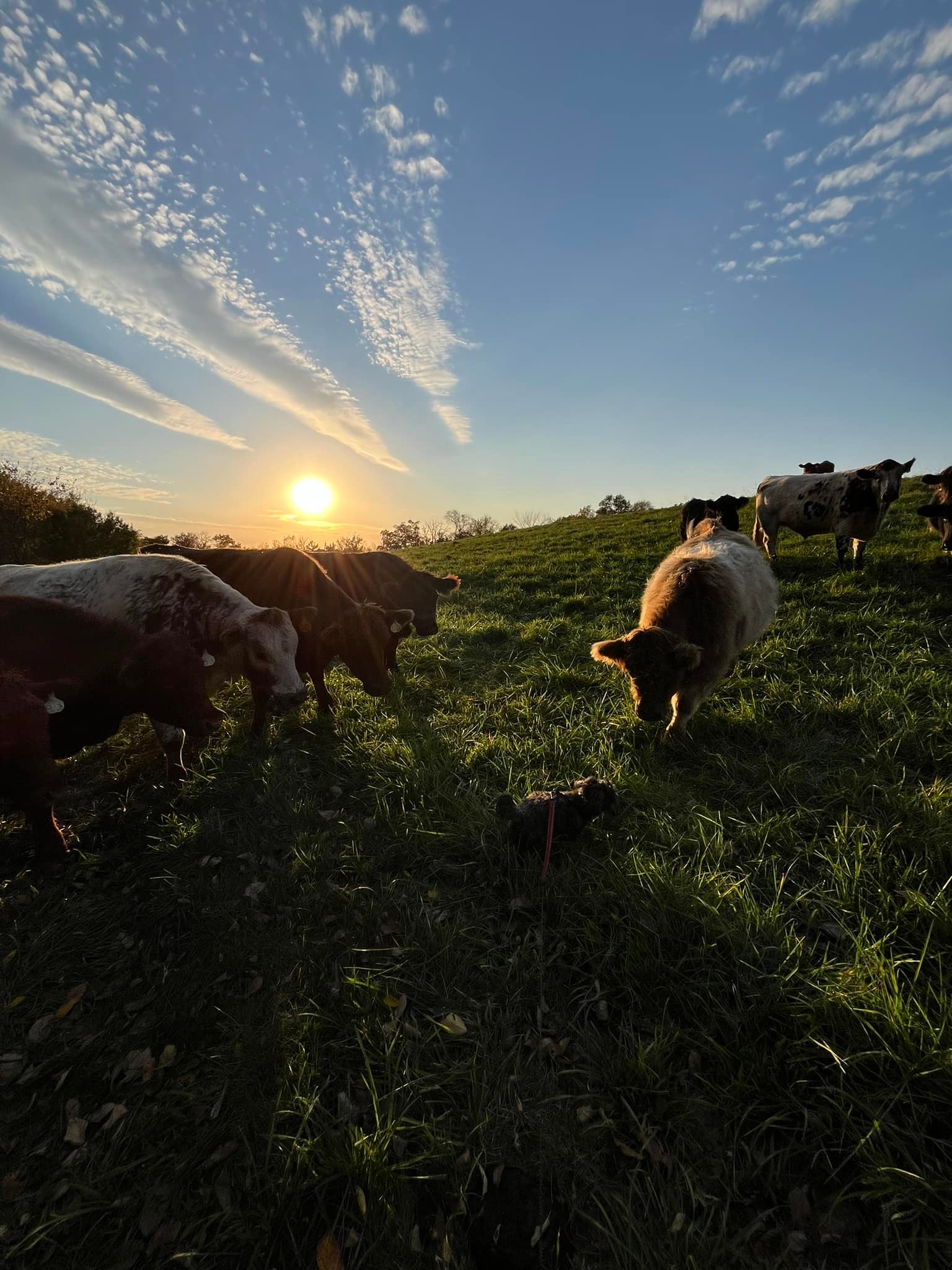 Pine Ridge Ranch 100% Grass fed and Grass Finished Beef | Chatfield MN