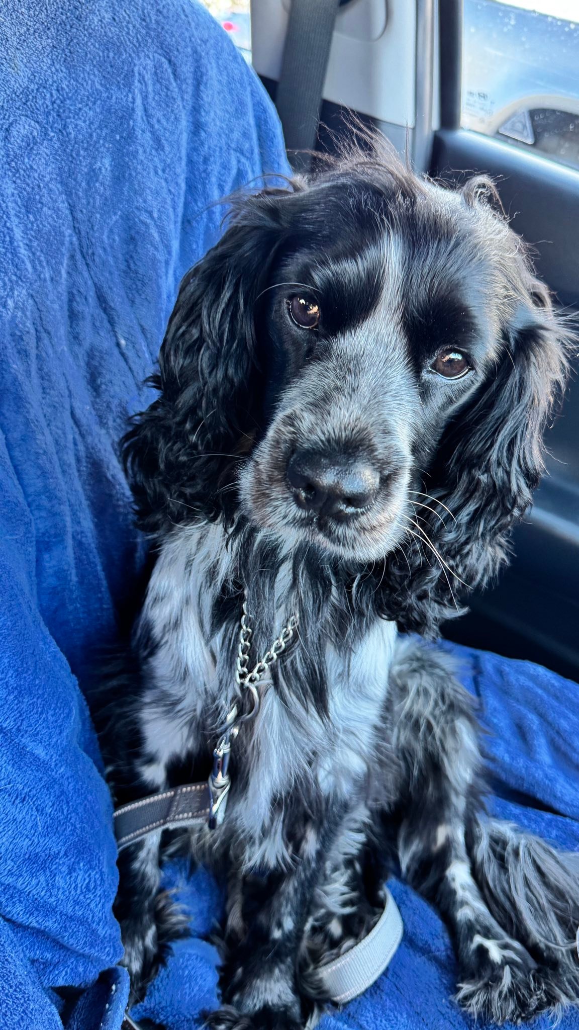 Cocker Spaniel Rescue QLD inc