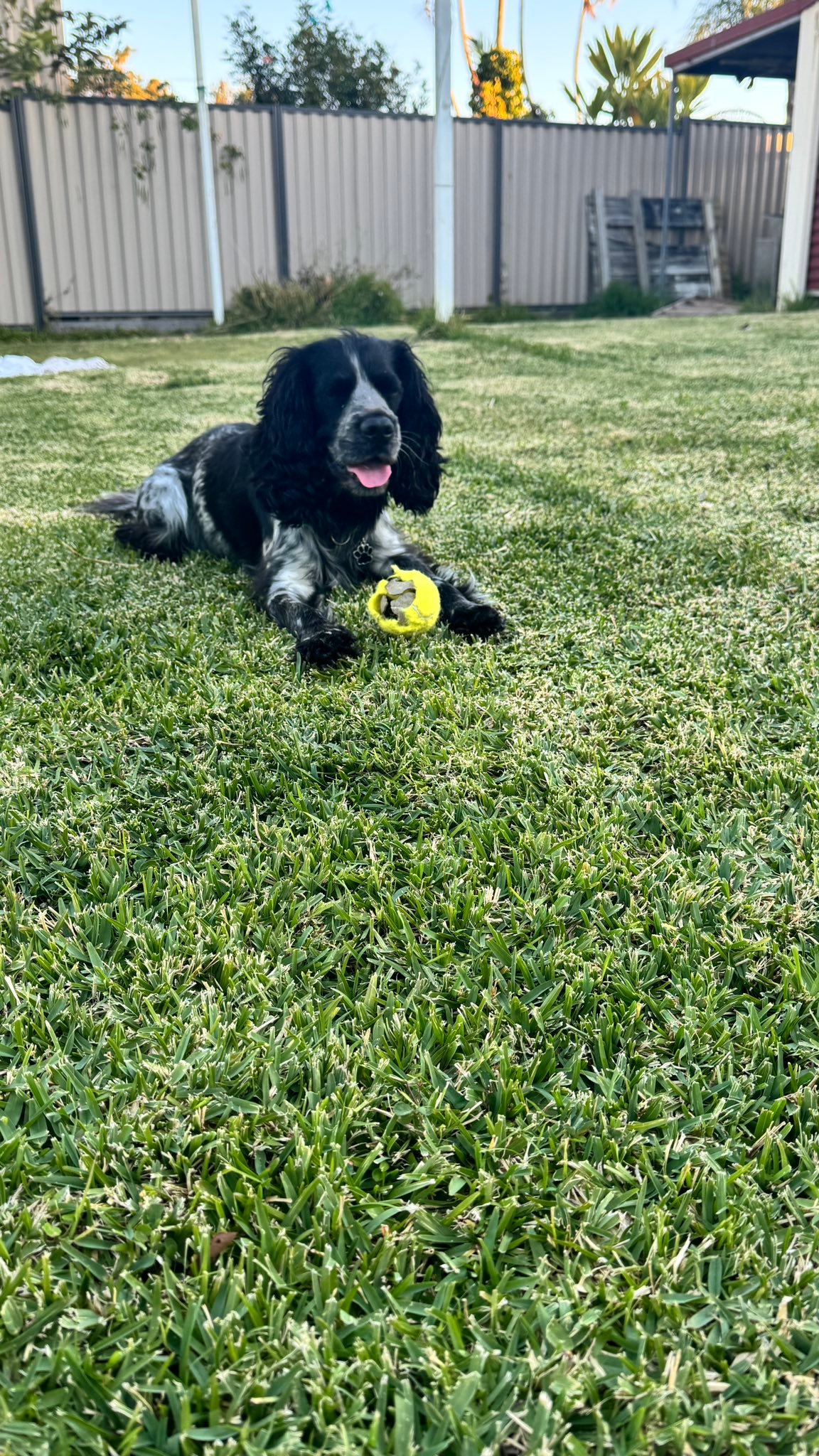 Cocker Spaniel Rescue QLD inc