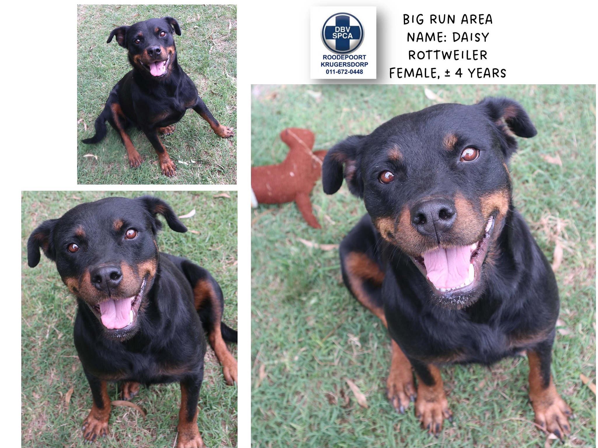 Friend of the Rottweiler Rescue & Re-home South Africa