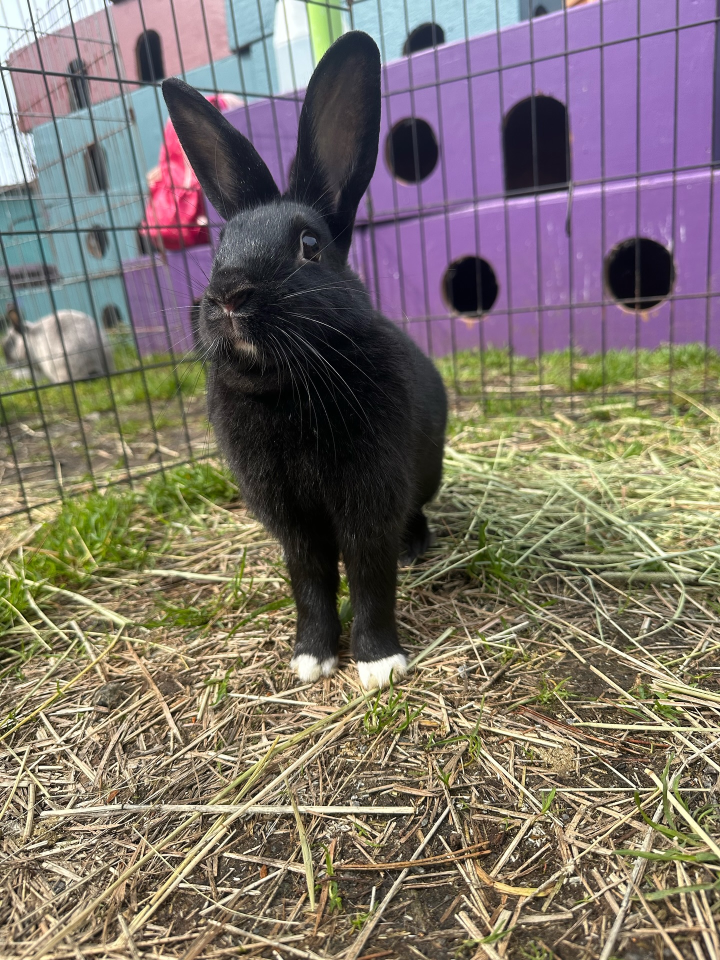 Rabbitats
