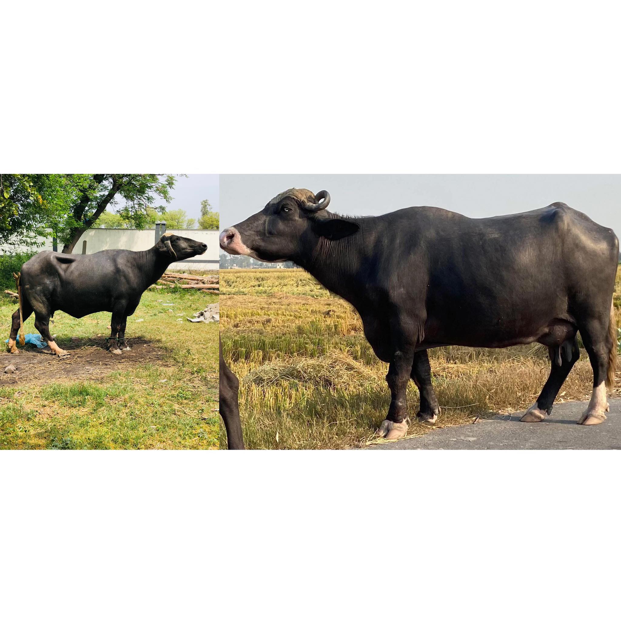 Gill Neeli Ravi dairy farming 47 | Zira
