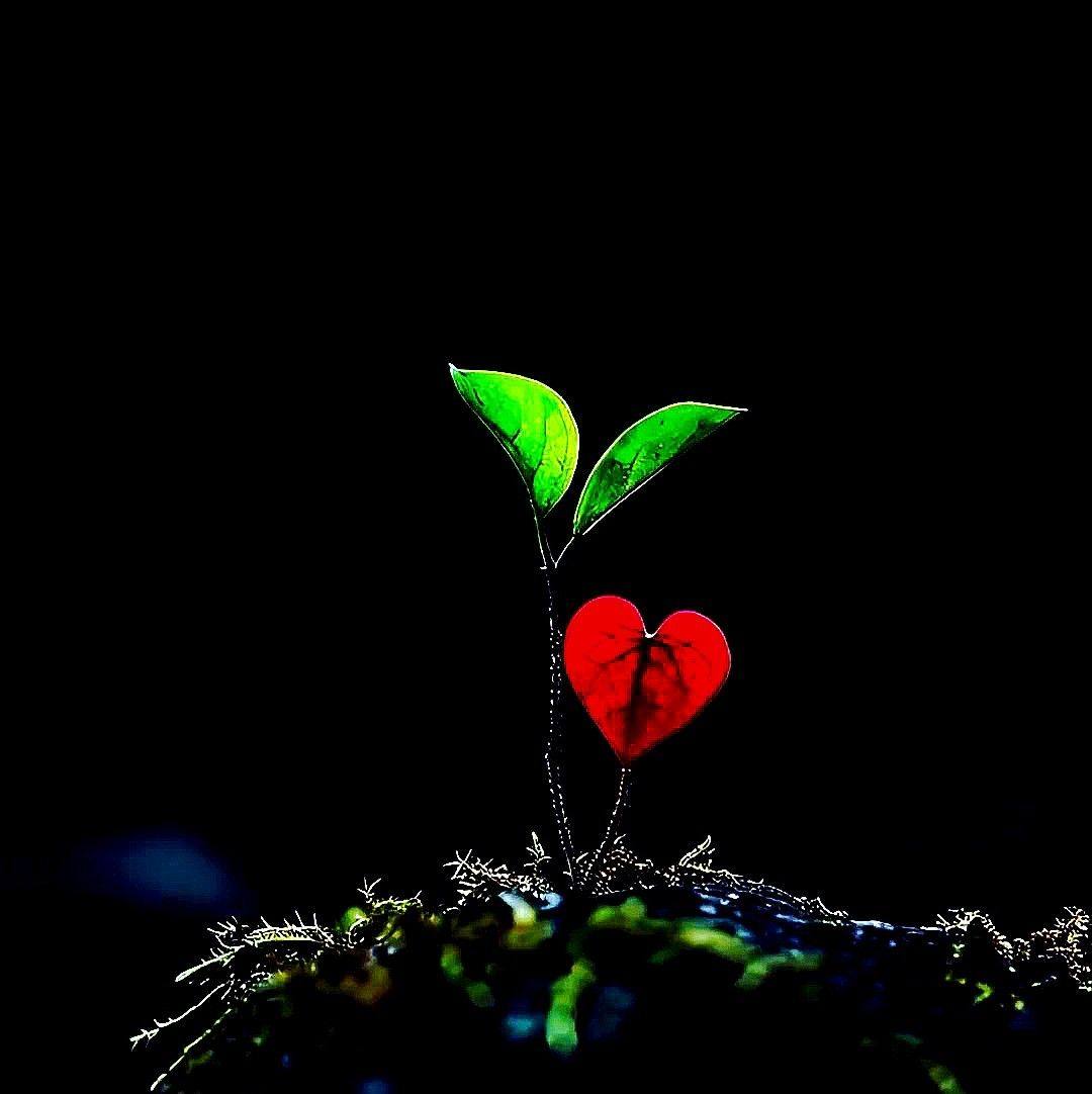 if-my-heart-has-a-home-poem-love-soulmate-story-vidio