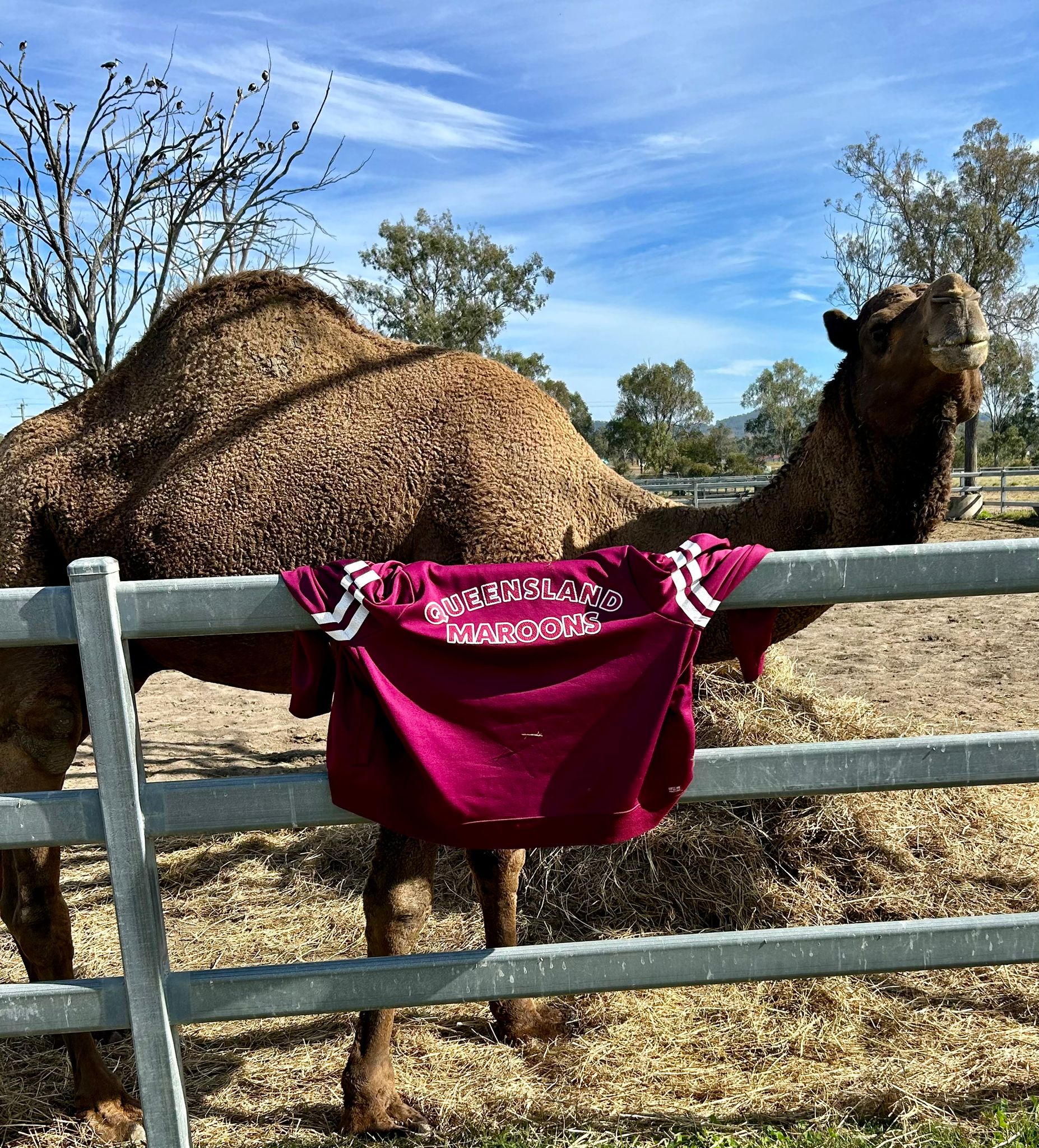 Summer - 🐪 It’s Origin night and our camels are fired up in full ...