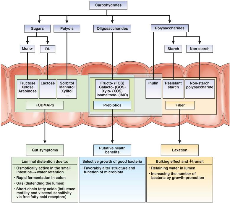 Monash FODMAP - What happens when #FODMAPs are in the intestine? Here ...