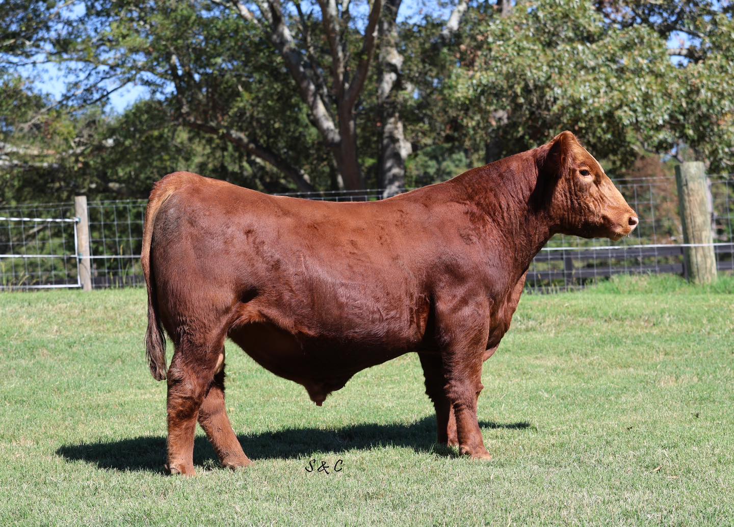 C & C Farms Simmental Cattle