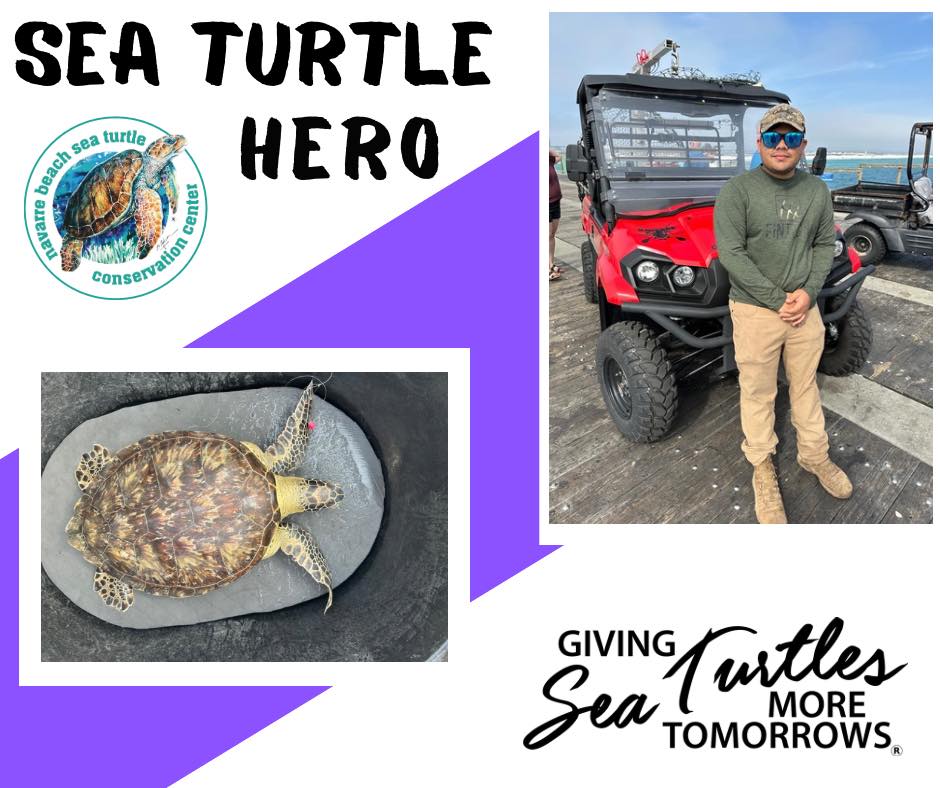 NBSTCC Sea... - Navarre Beach Sea Turtle Conservation Center | Facebook