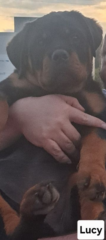 Moya Rottweilers
