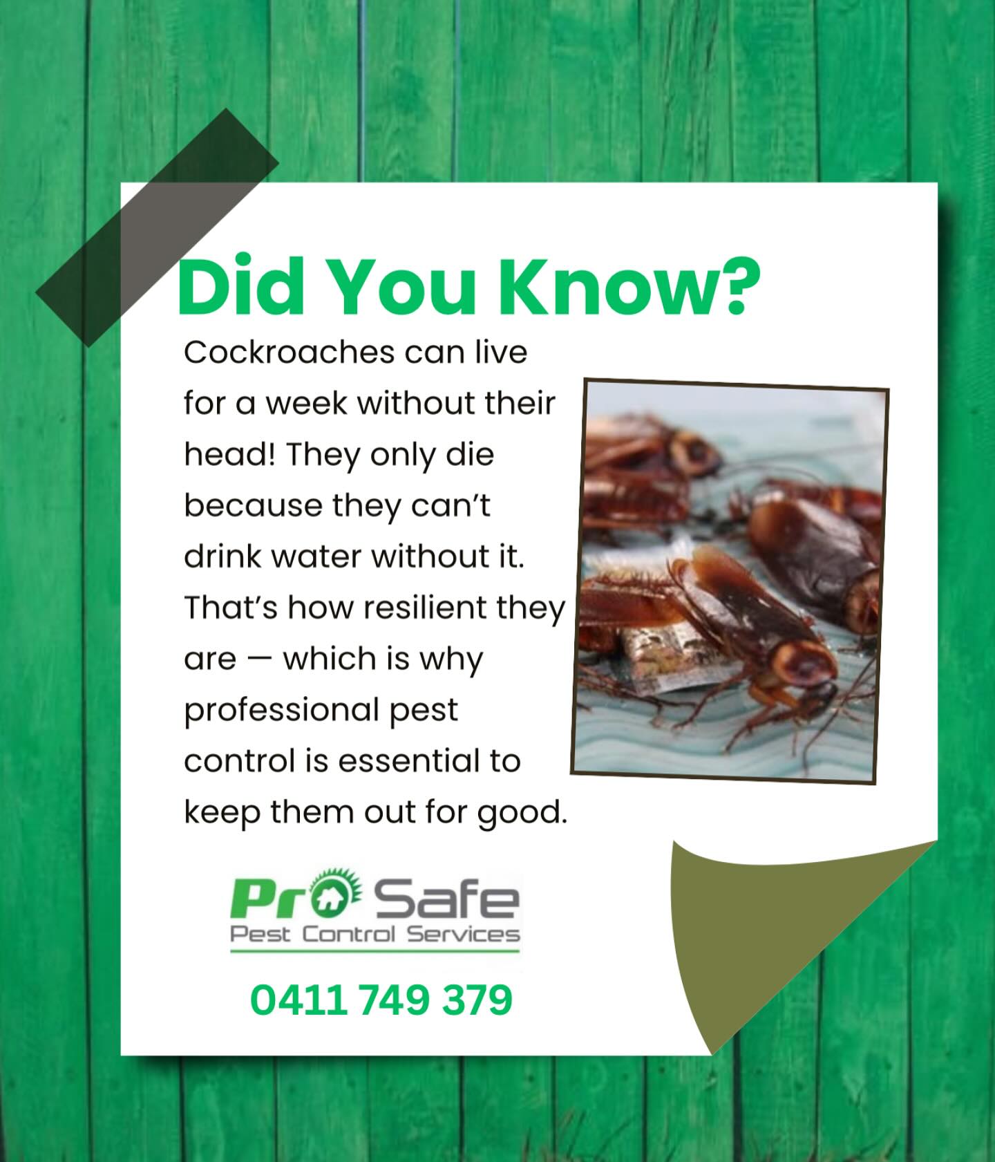 Prosafe Pest Control Services Pty Ltd | Merrylands NSW