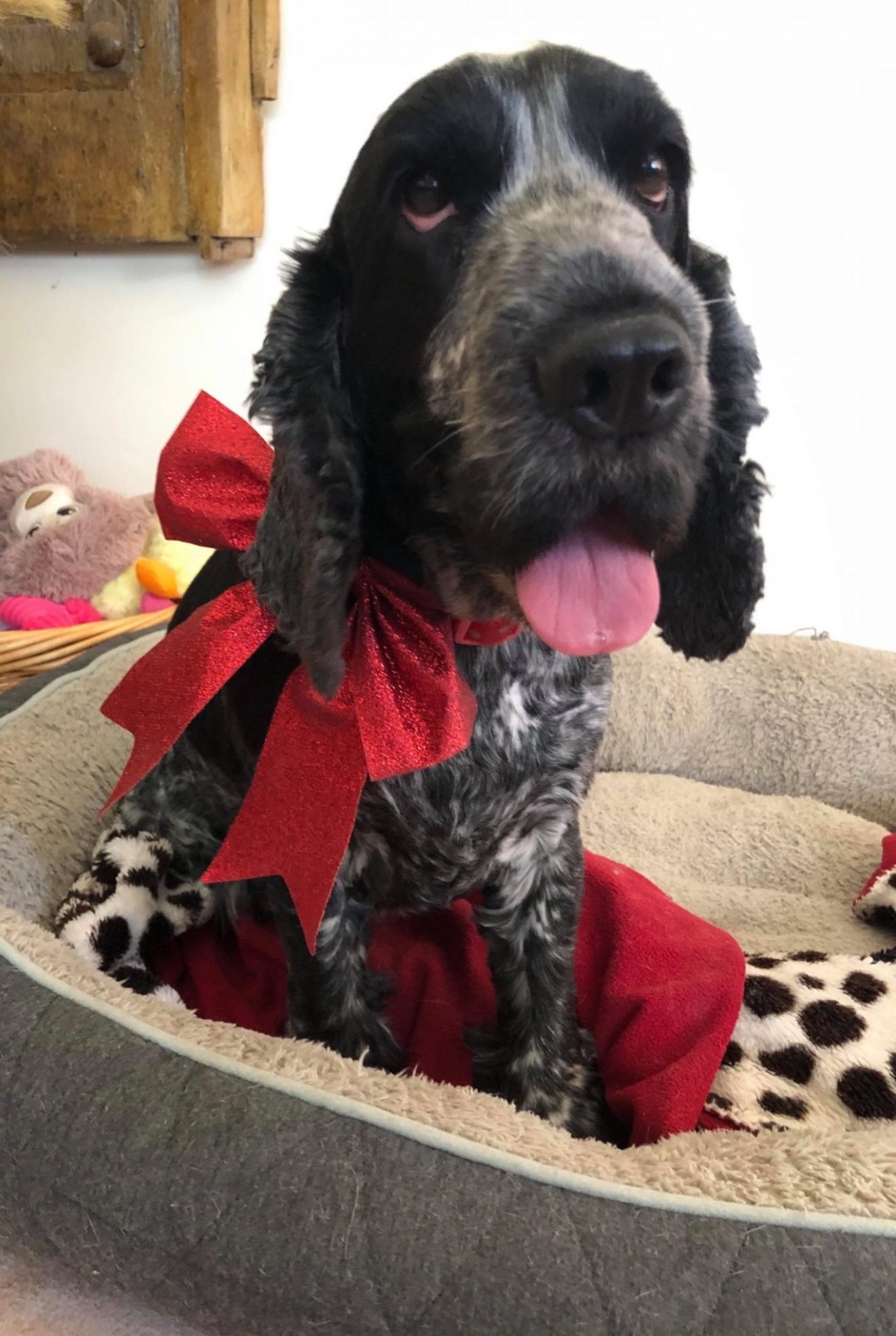 ⛄️🎅🏻🎄CSRQ CHRISTMAS IN... - Cocker Spaniel Rescue QLD inc | Facebook