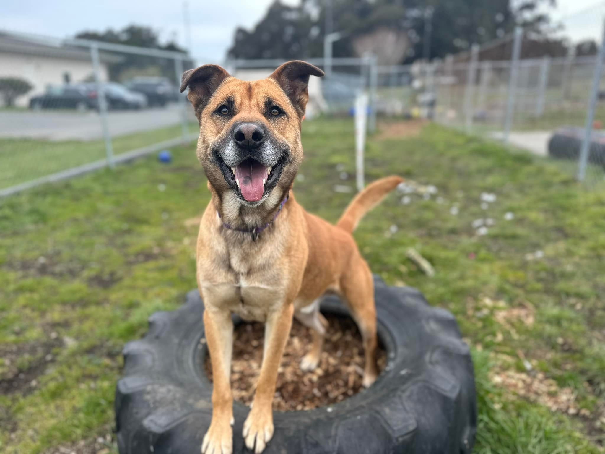 Best HD Pictures about  Humboldt County Animal Shelter Adoption  with No AI Images
