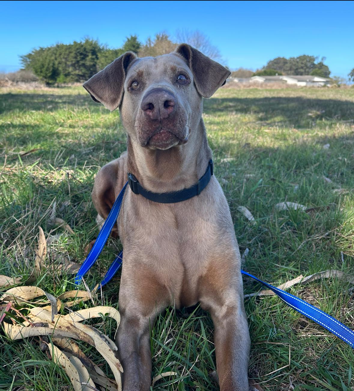 Best HD Pictures about  Humboldt County Animal Shelter Adoption  with No AI Images