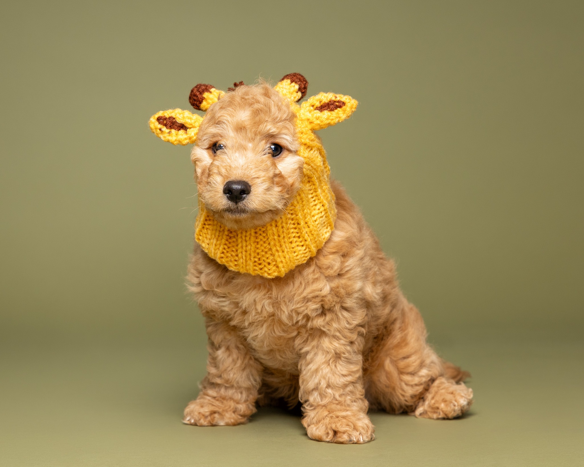 ABCs Puppy Zs (@abcspuppyzs) • Facebook