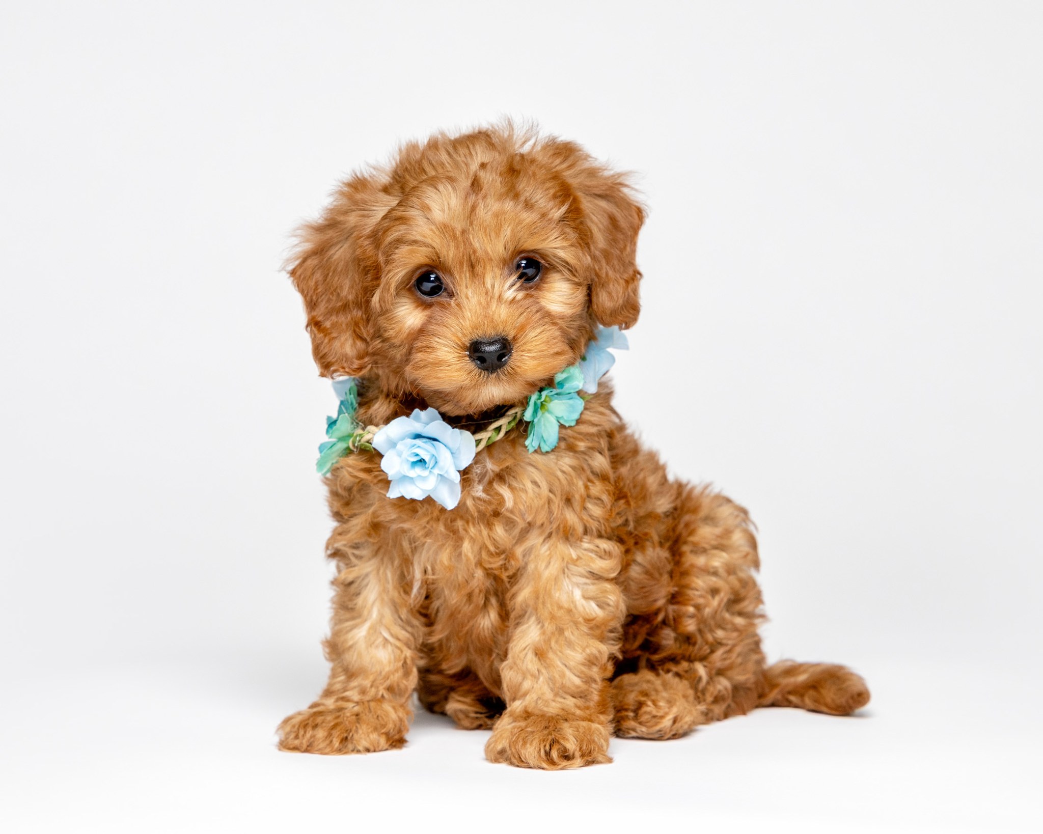 ABCs Puppy Zs (@abcspuppyzs) • Facebook