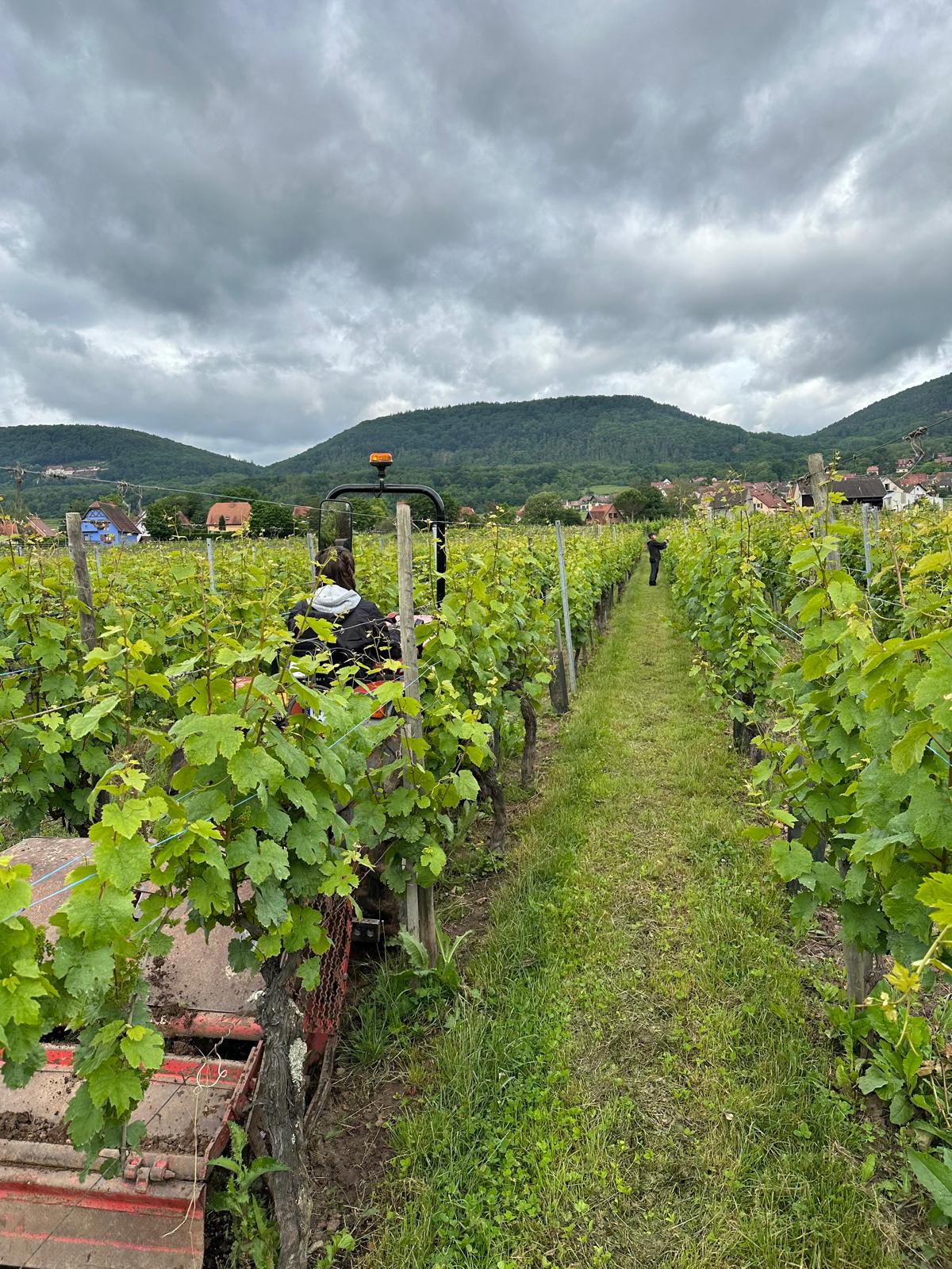 Domaine Vincent Spannagel... - Domaine Vincent Spannagel