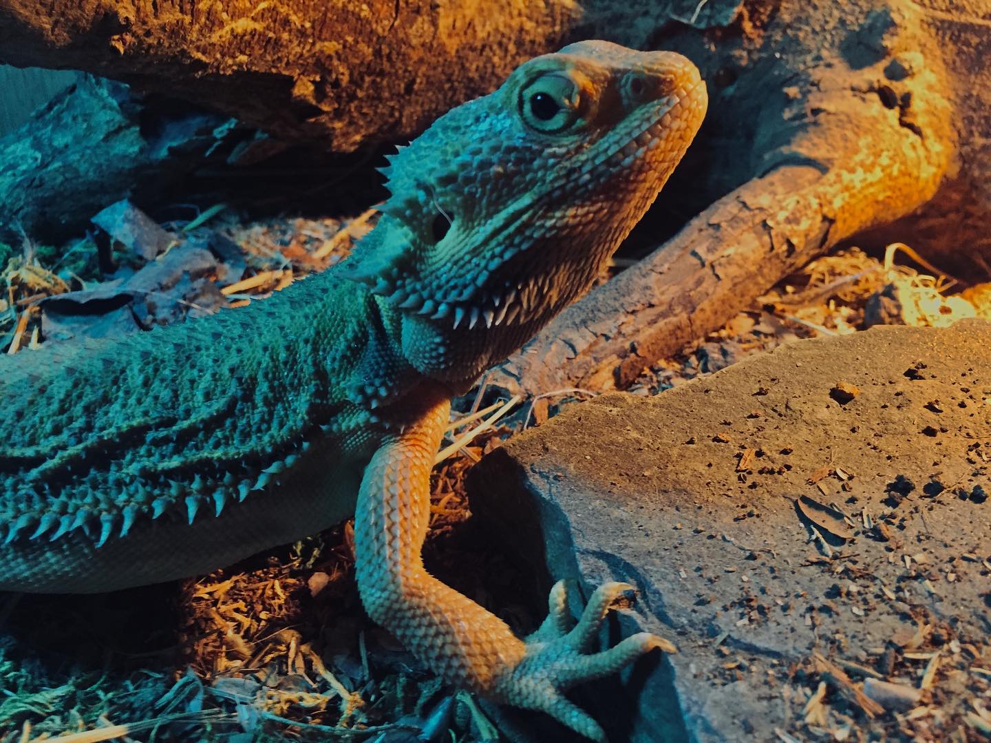 ReptileSky - Meet Seb! Our new Bearded Dragon! #reptilesky