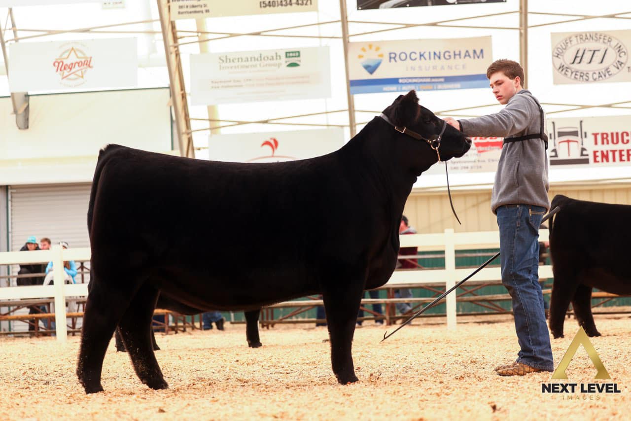 Pipe Creek Angus | Gaston IN