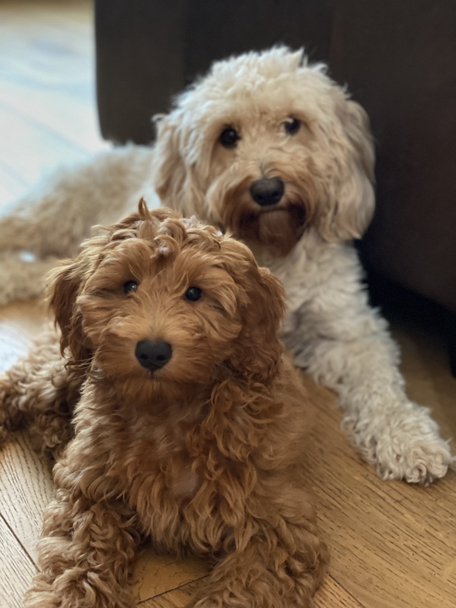 Cockapoo Adventure Club | London