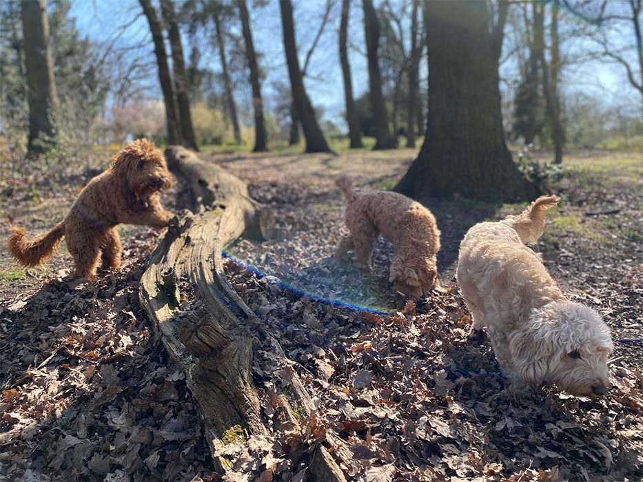 Cockapoo Adventure Club | London