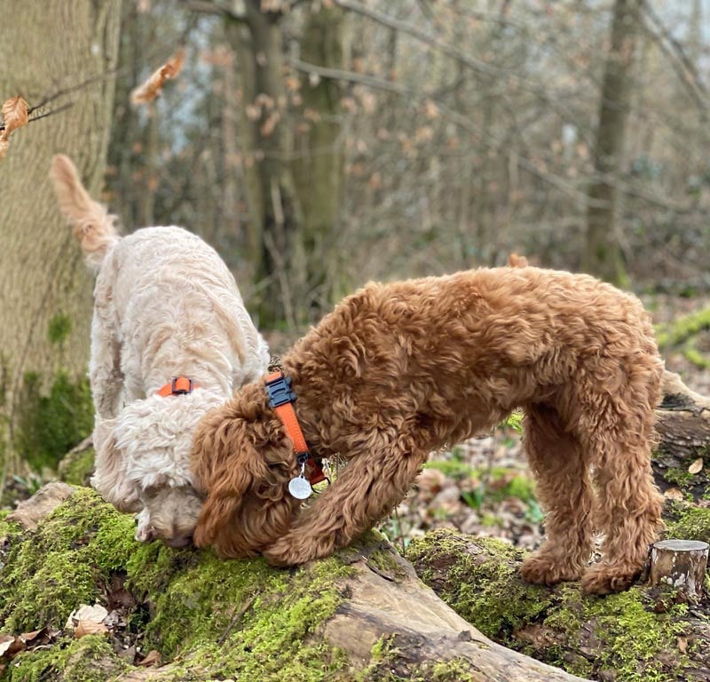Cockapoo Adventure Club | London