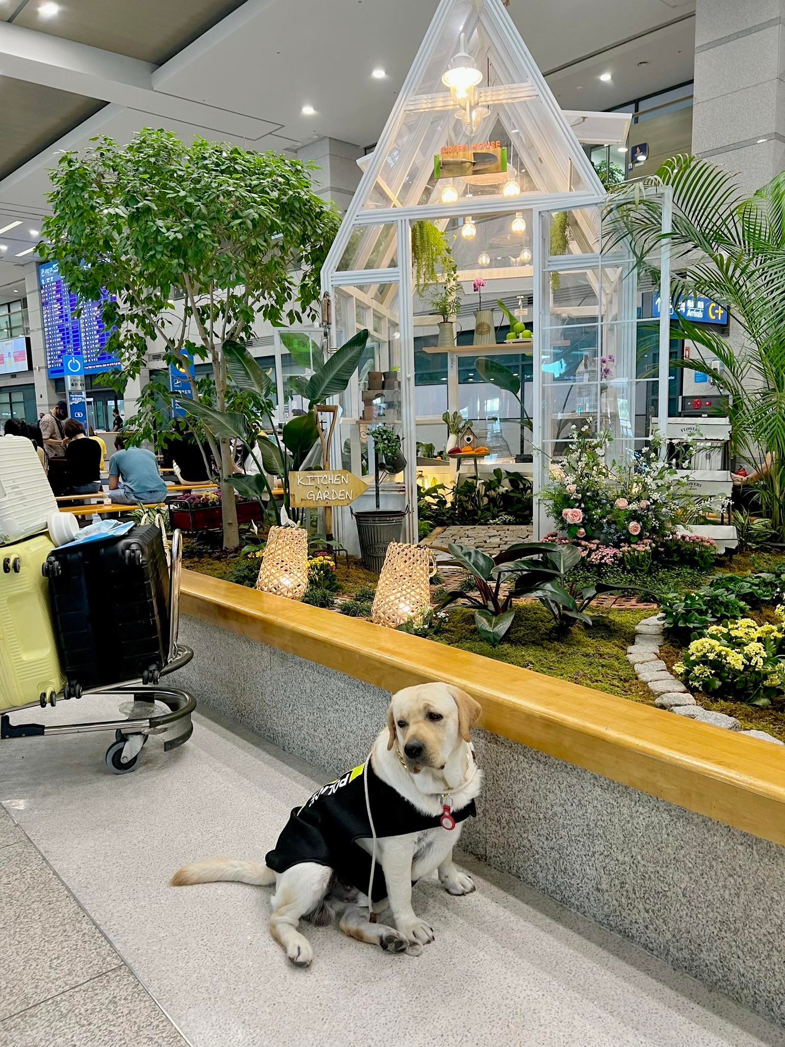 Dobby Bambii labrador